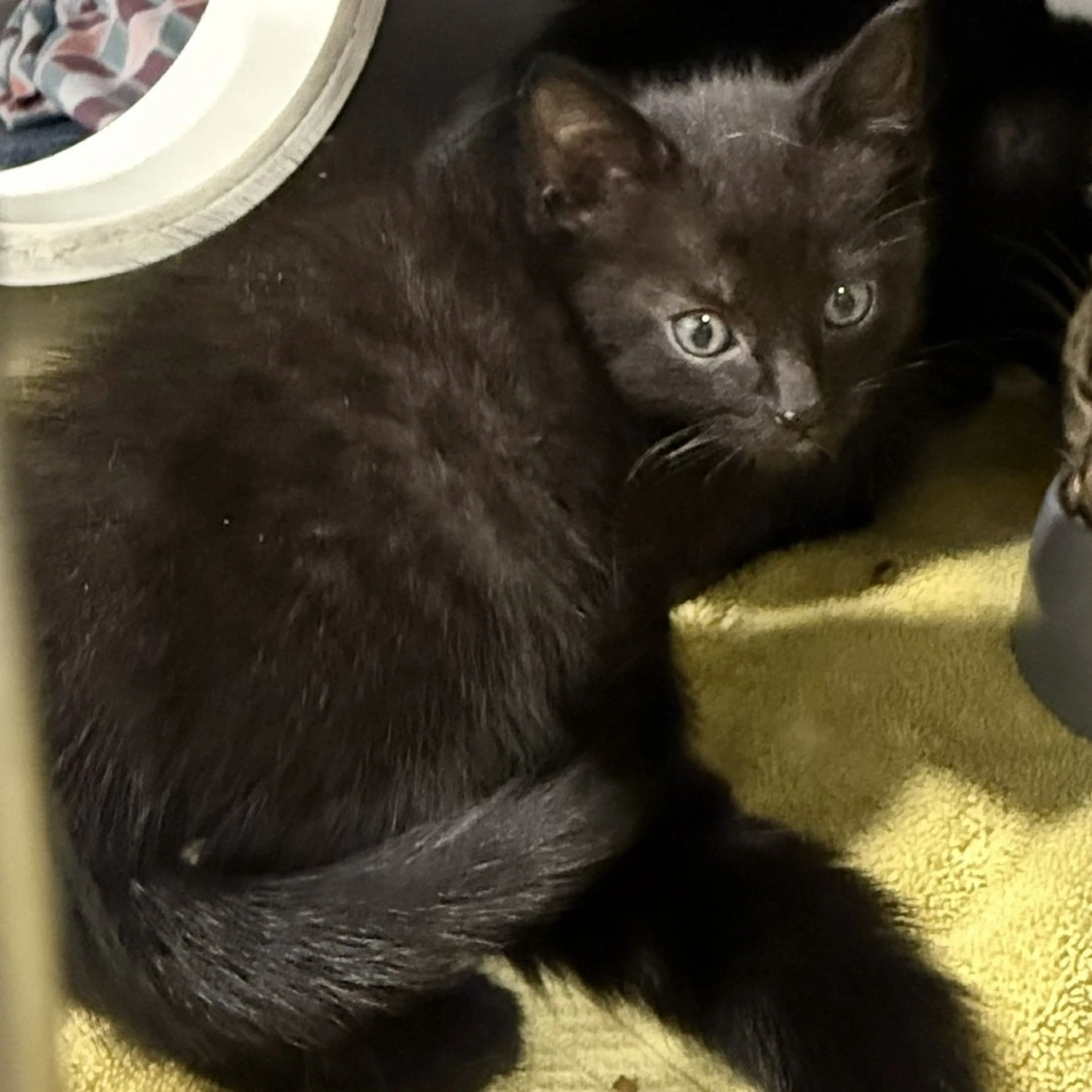 Found pet-1