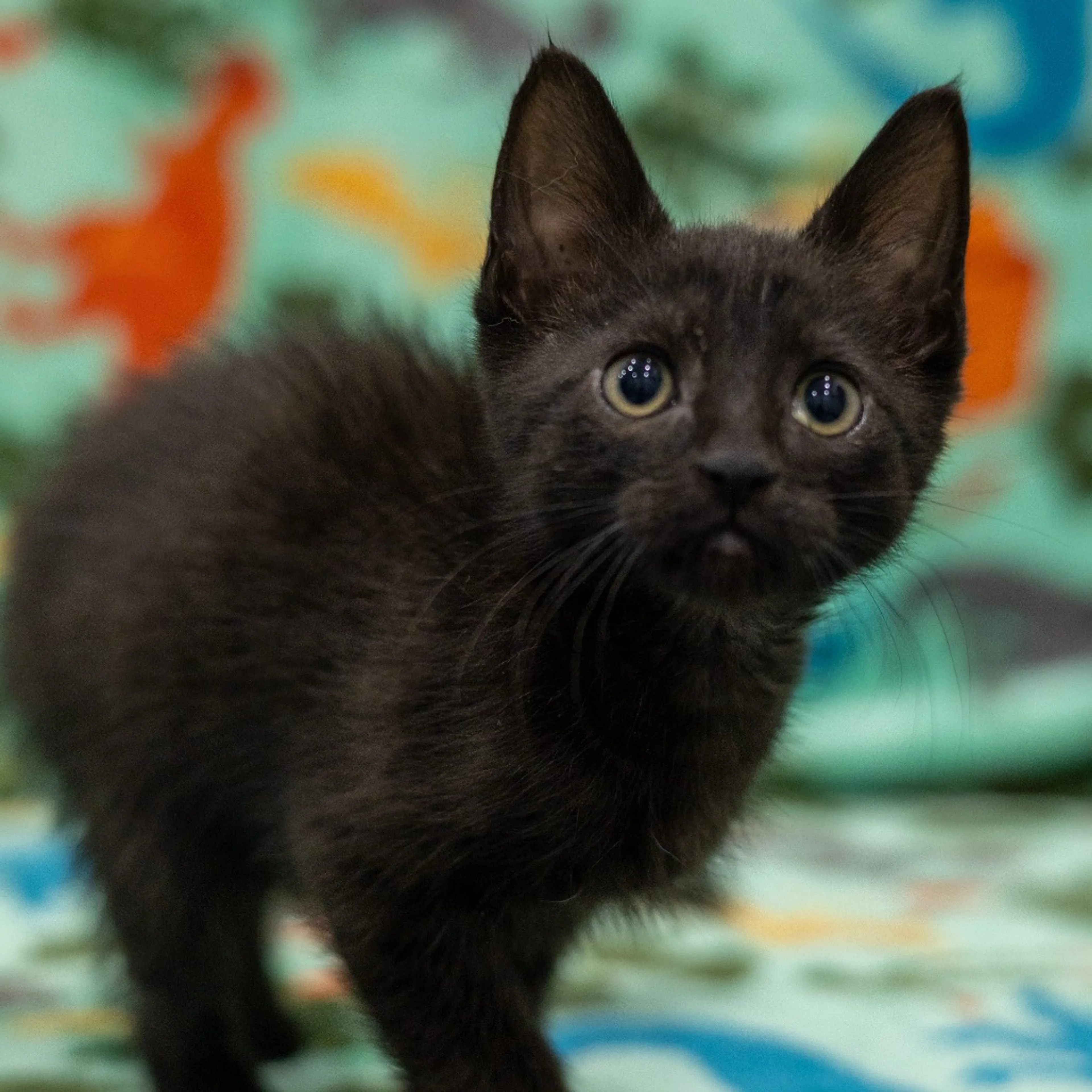 Found pet-2