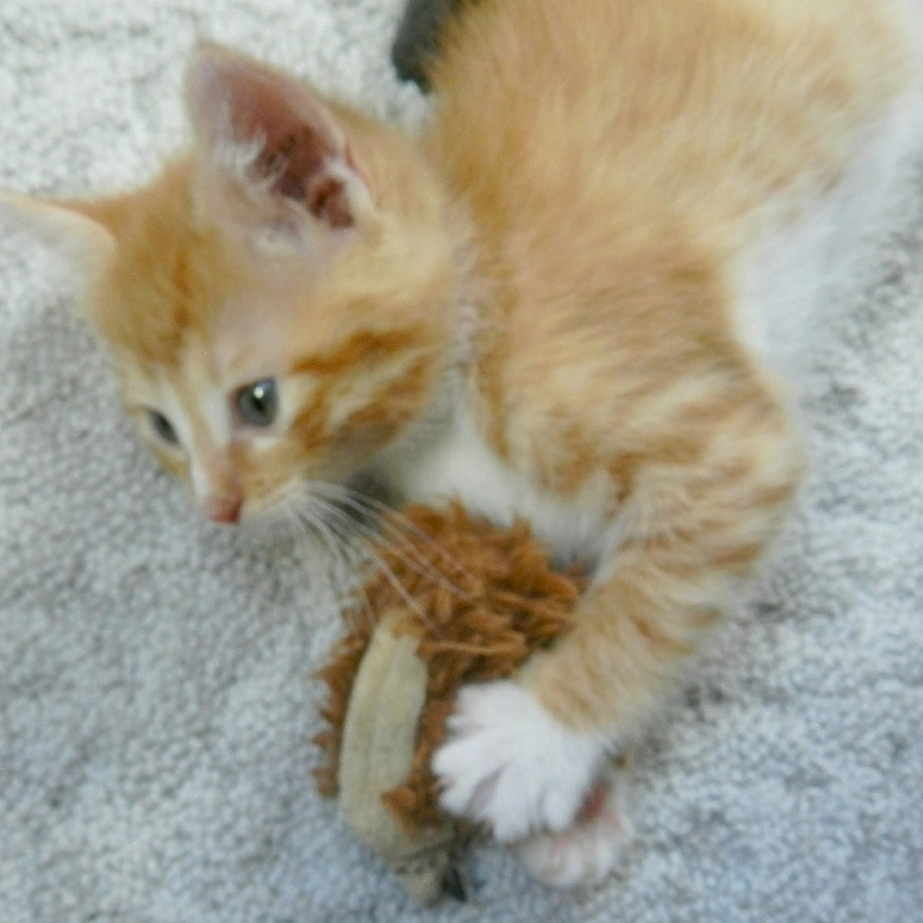 Found pet-3