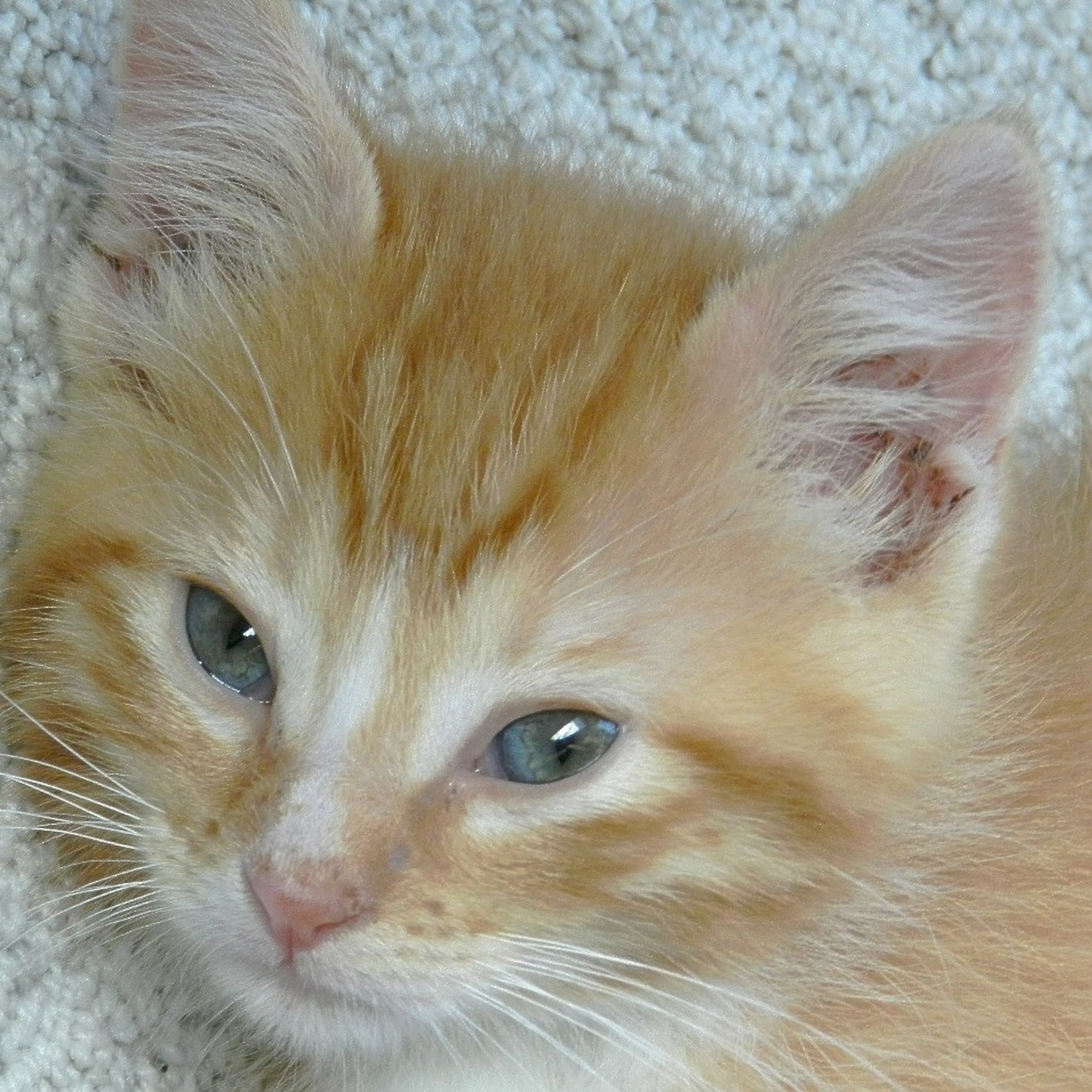 Found pet-2