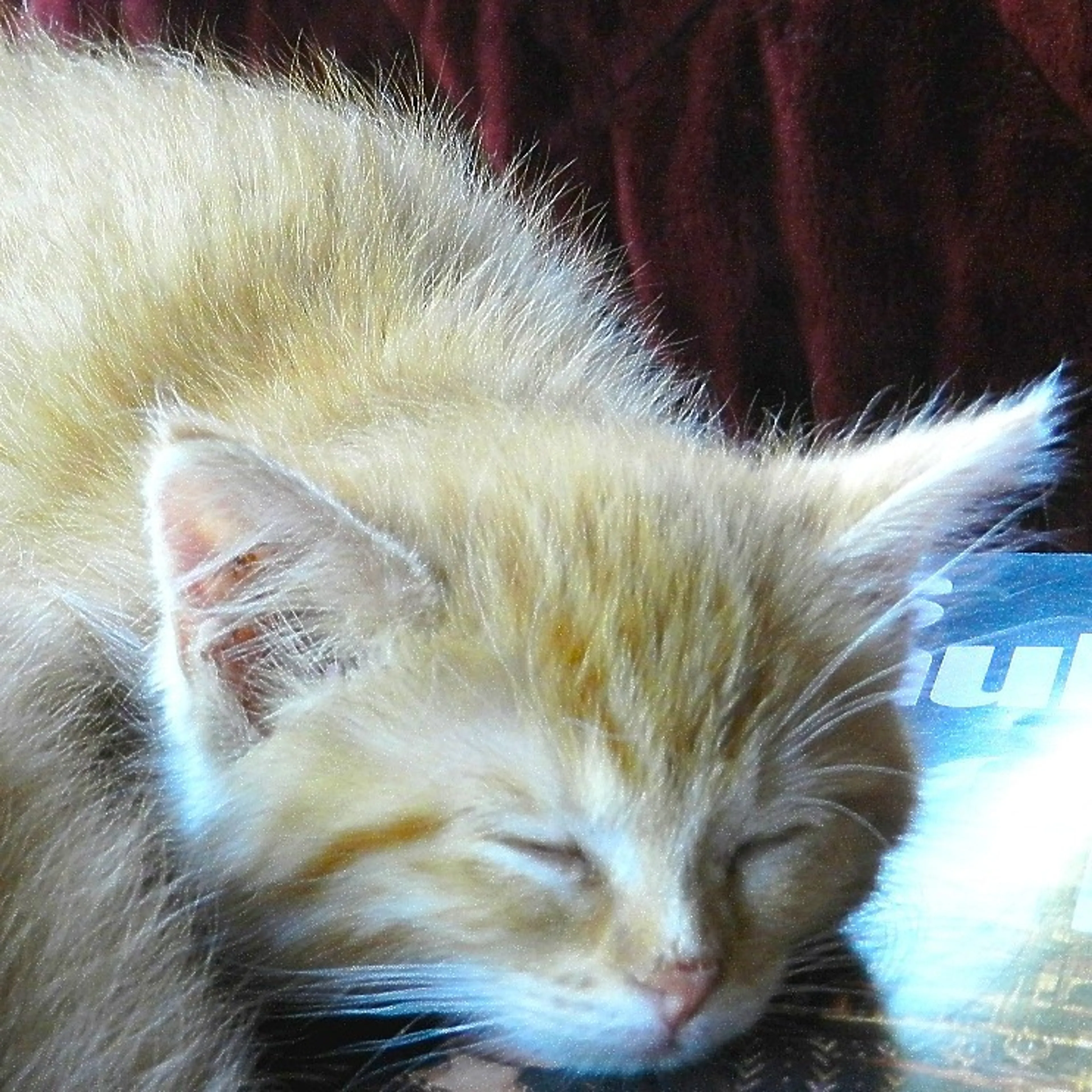 Found pet-4