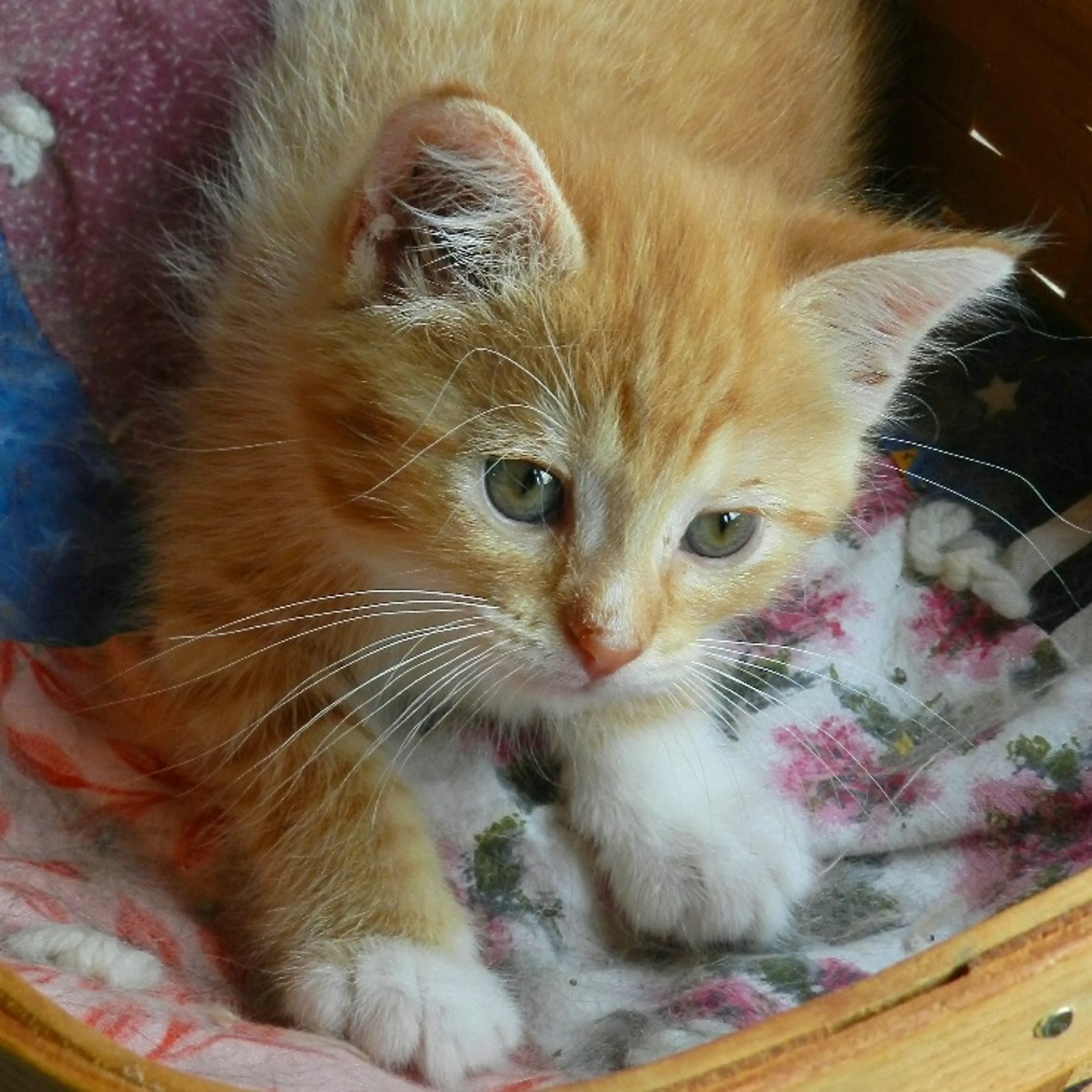 Found pet-1