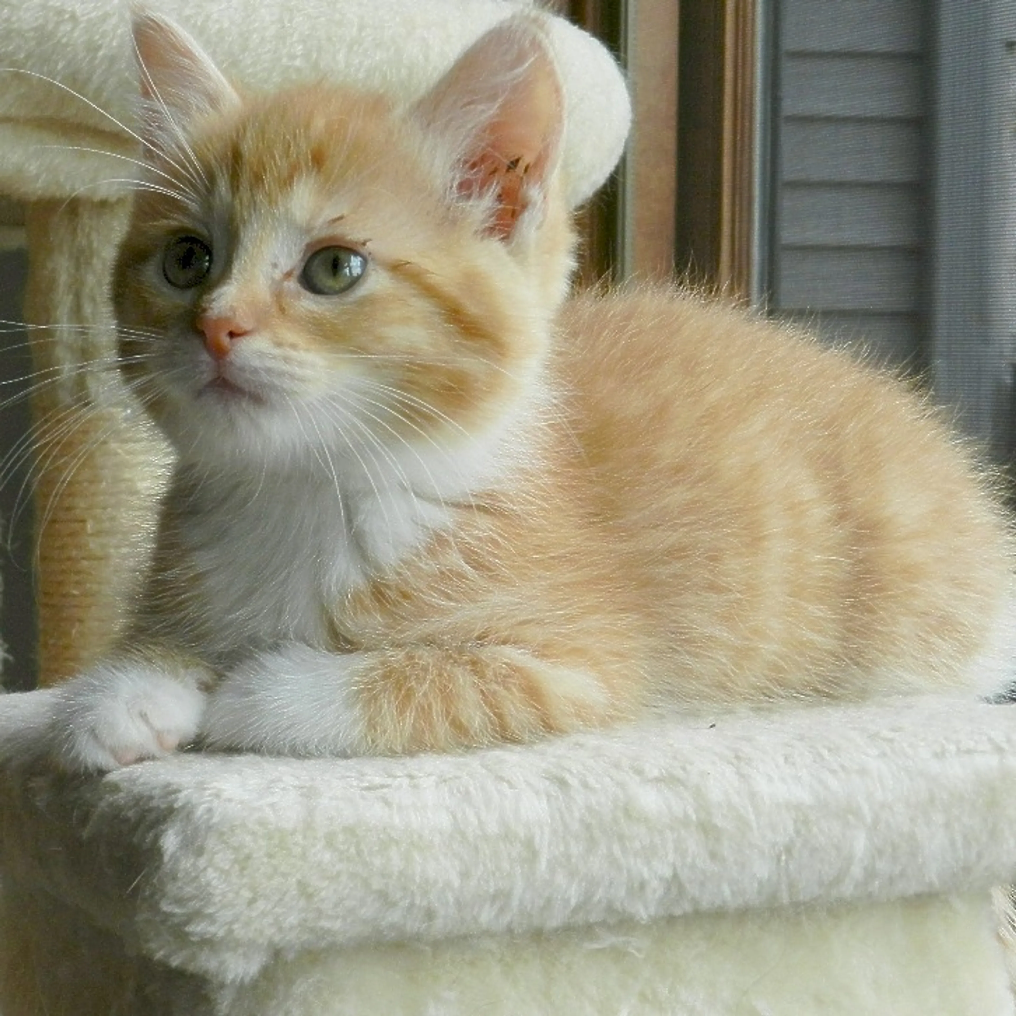 Found pet-2