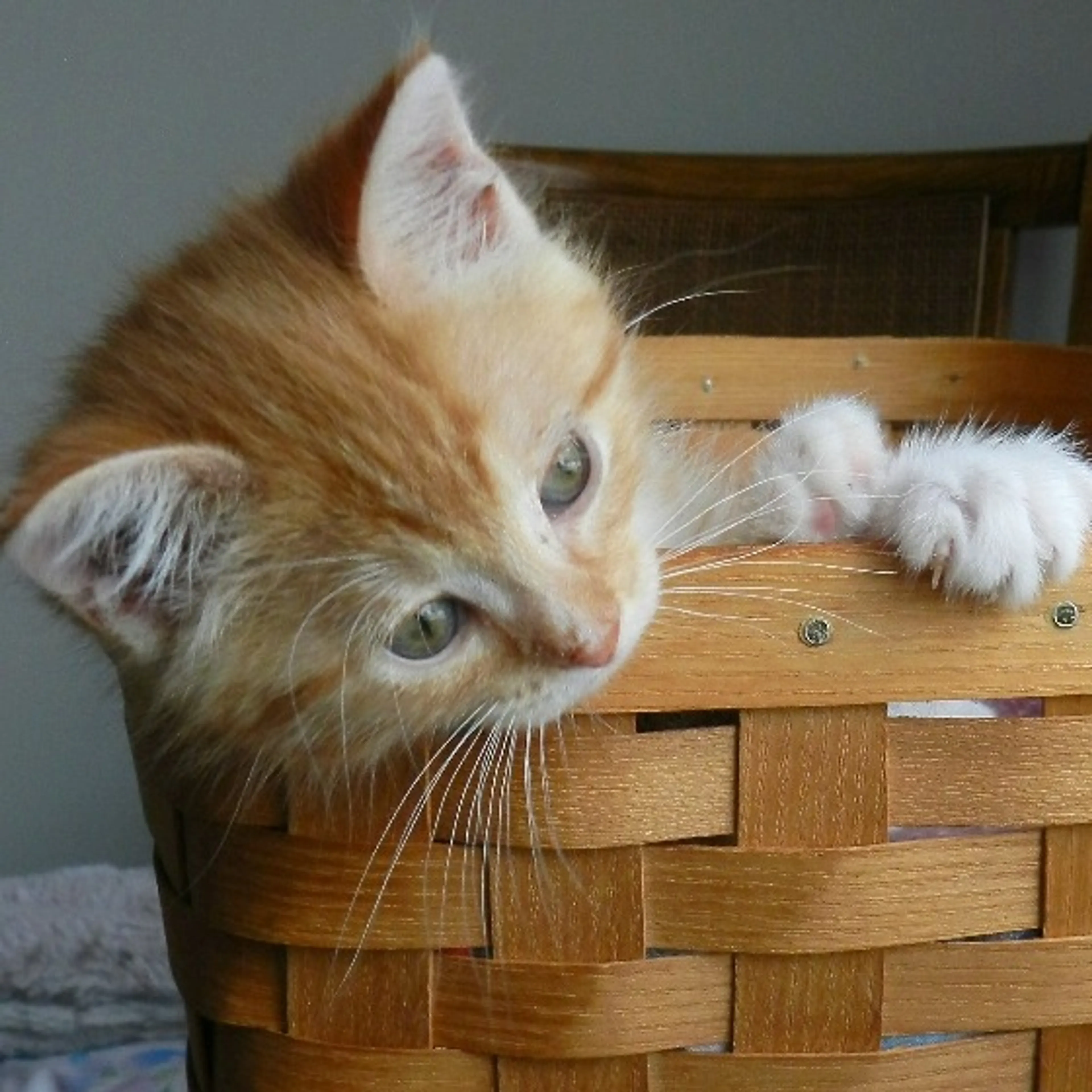 Found pet-3