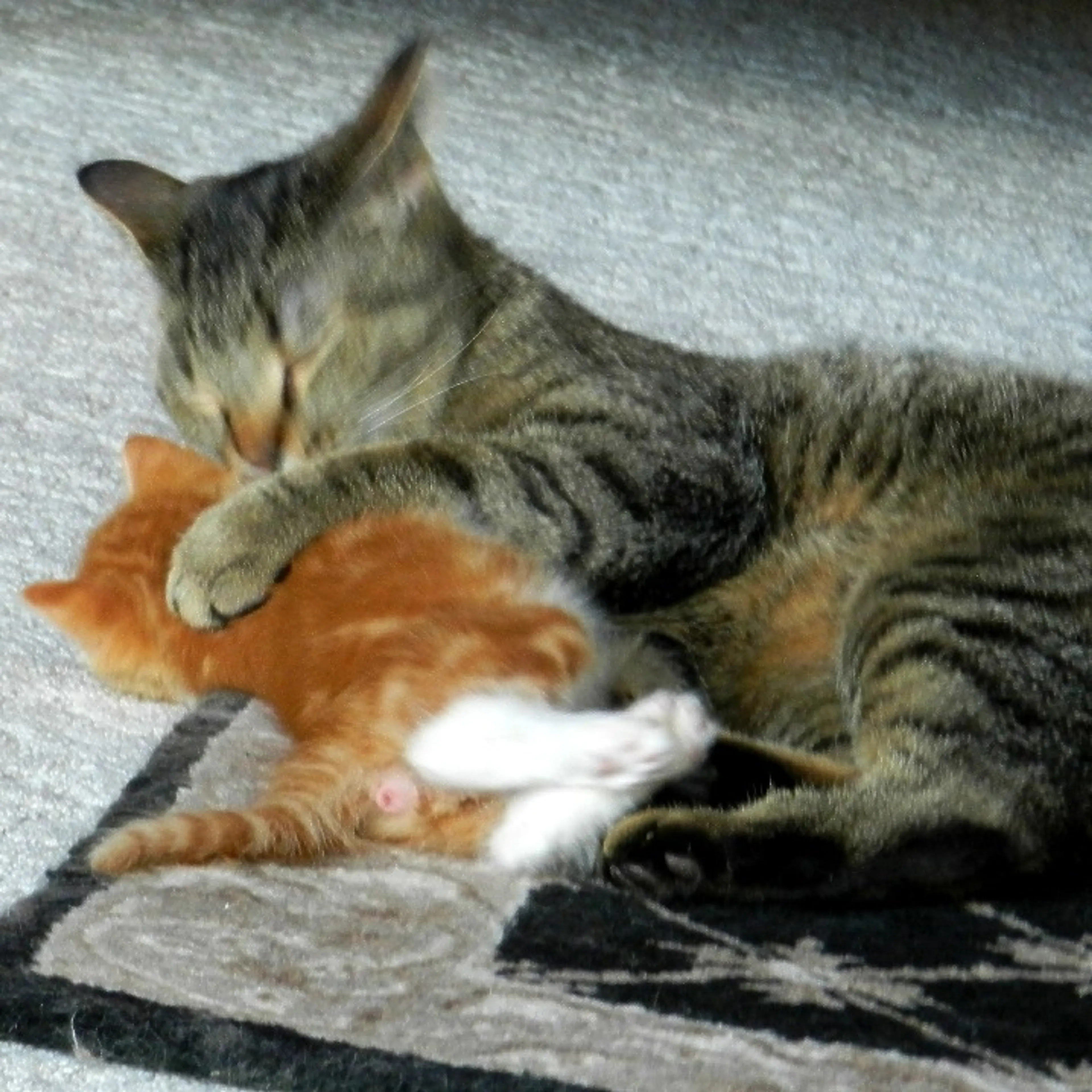 Found pet-7