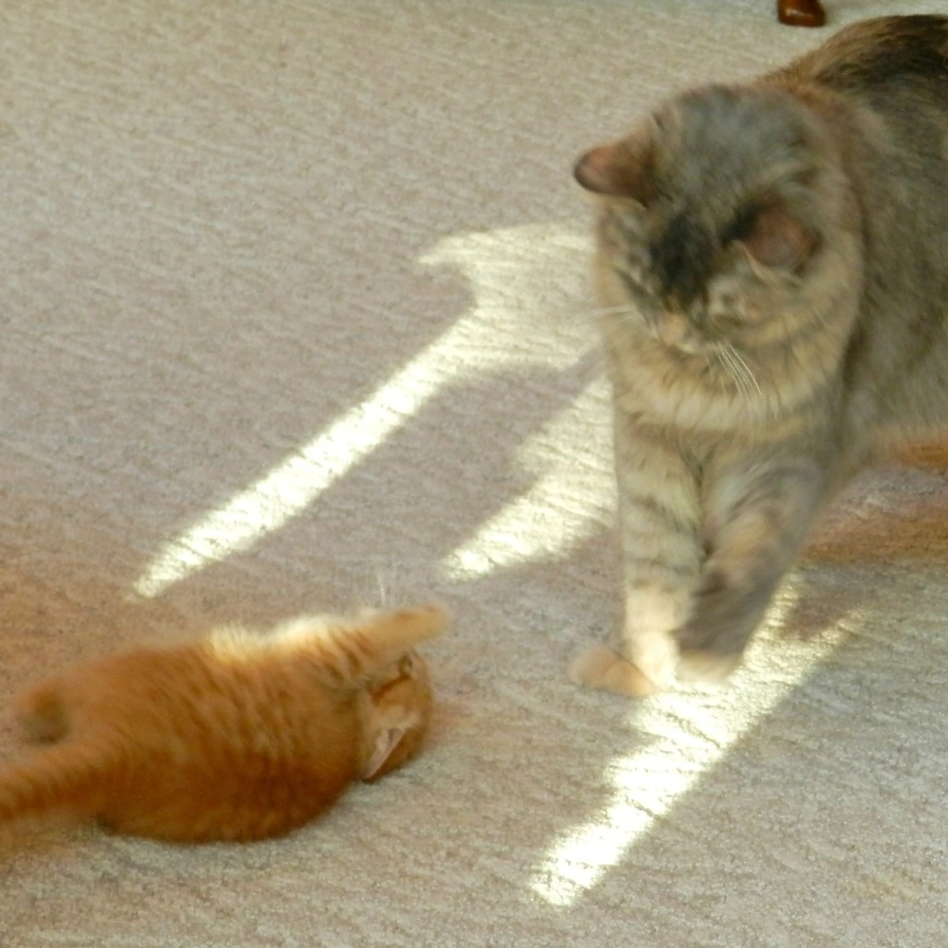 Found pet-10