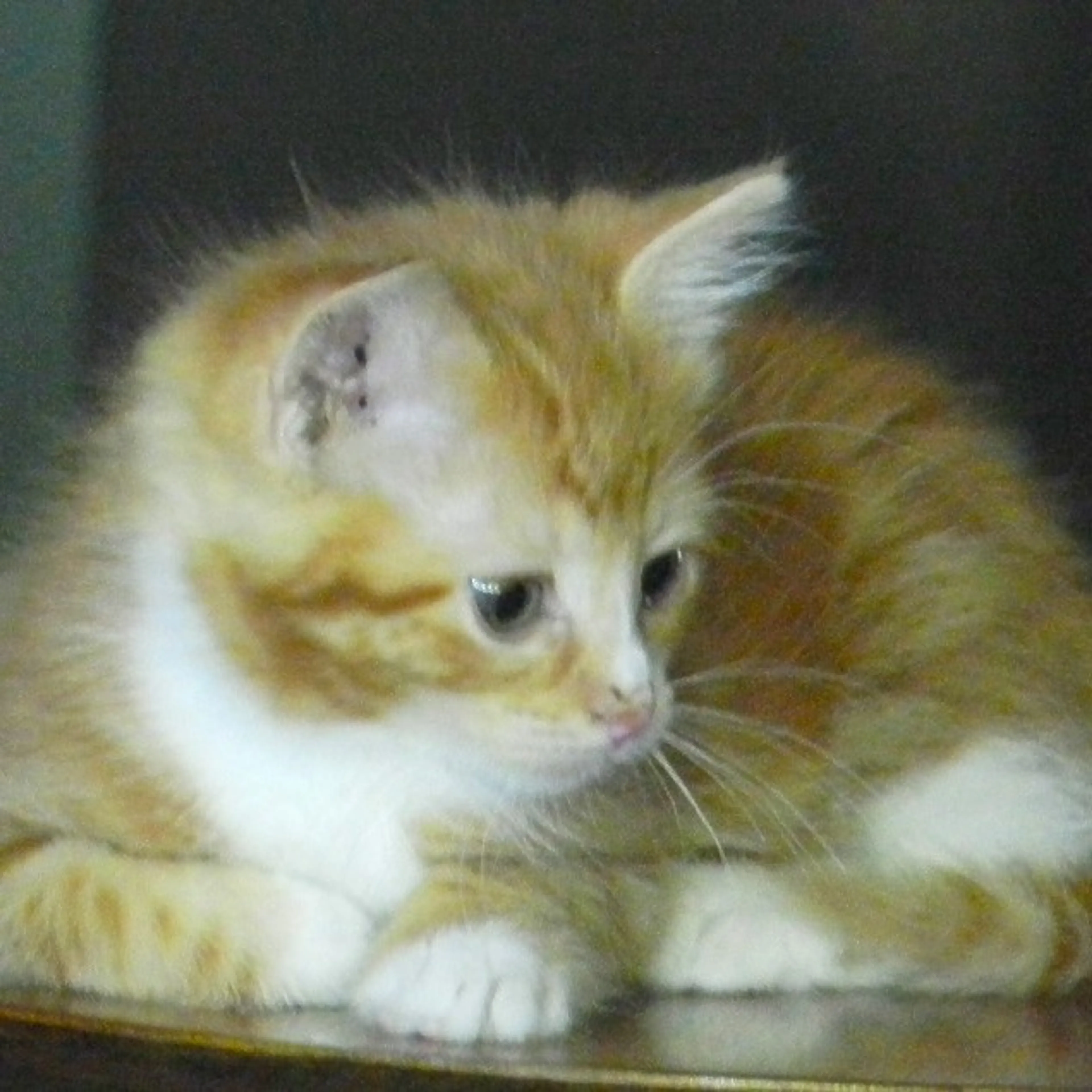 Found pet-2