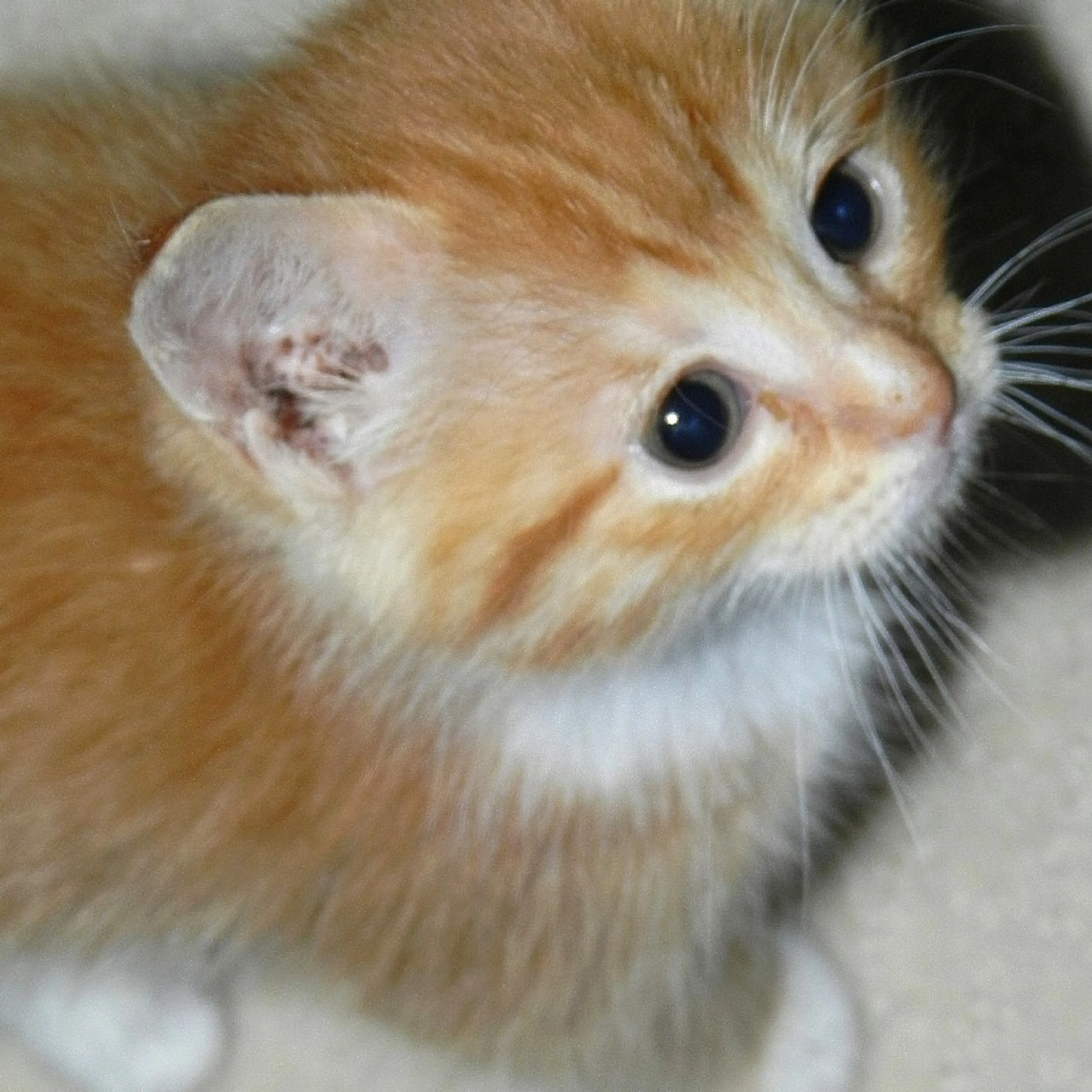 Found pet-14