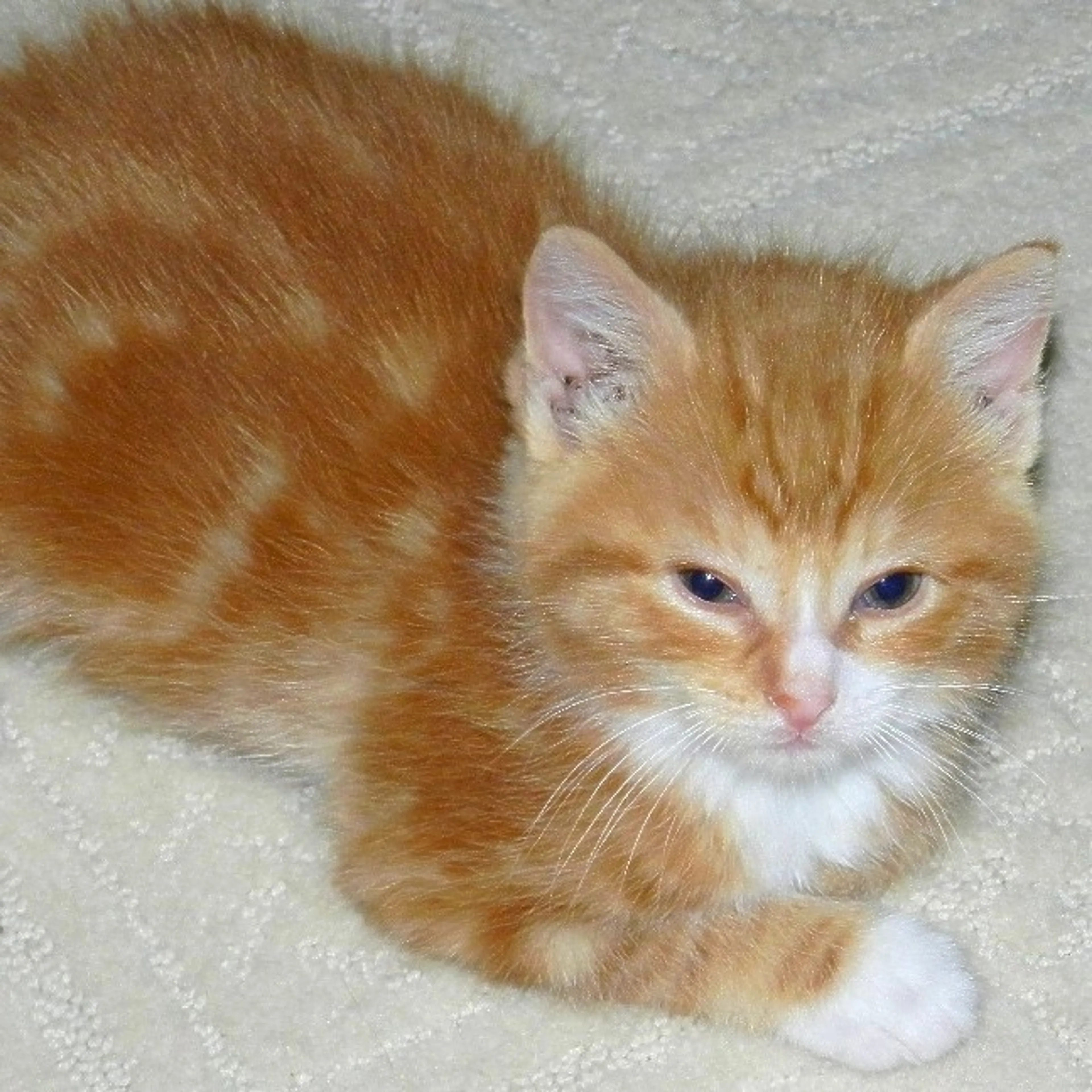 Found pet-1