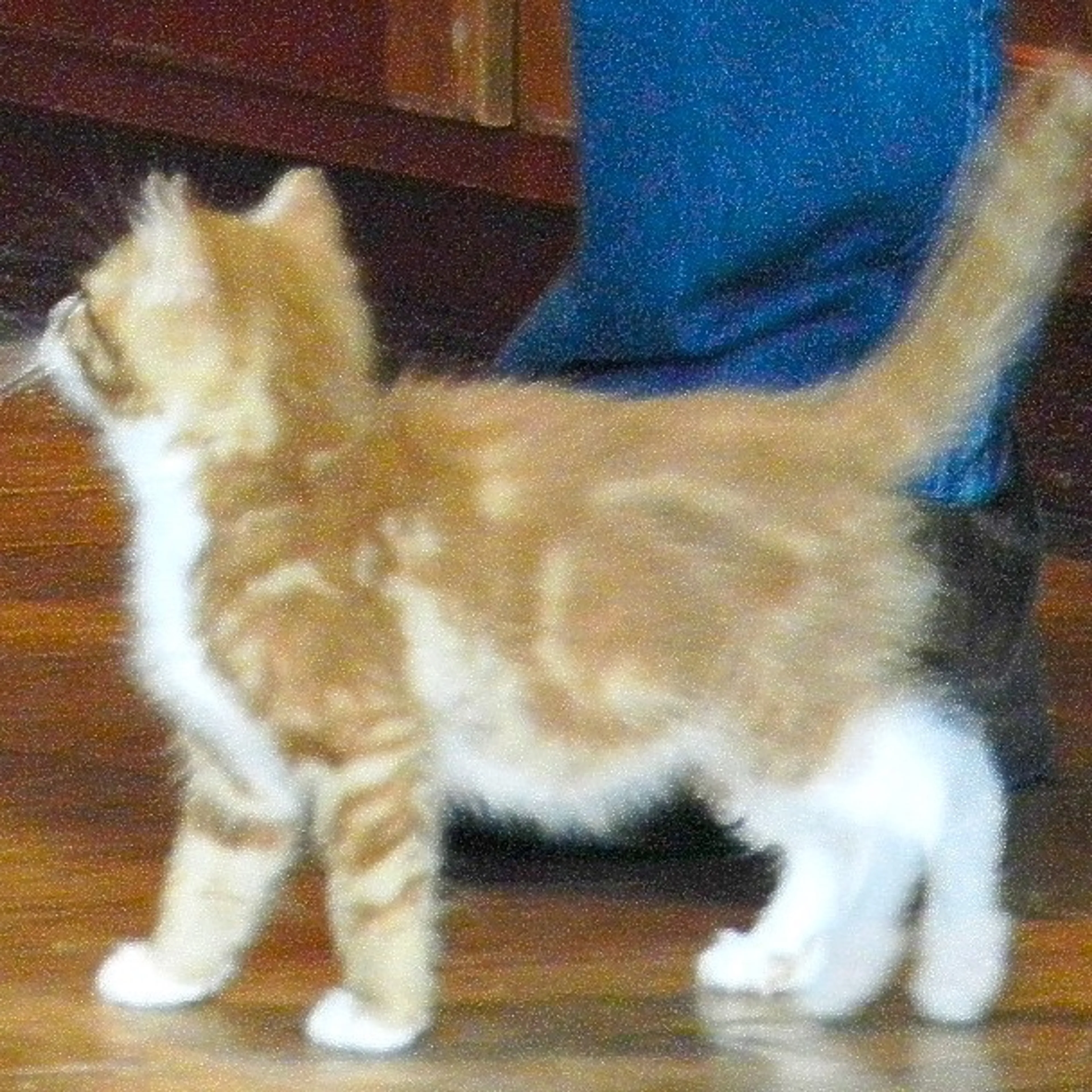 Found pet-11