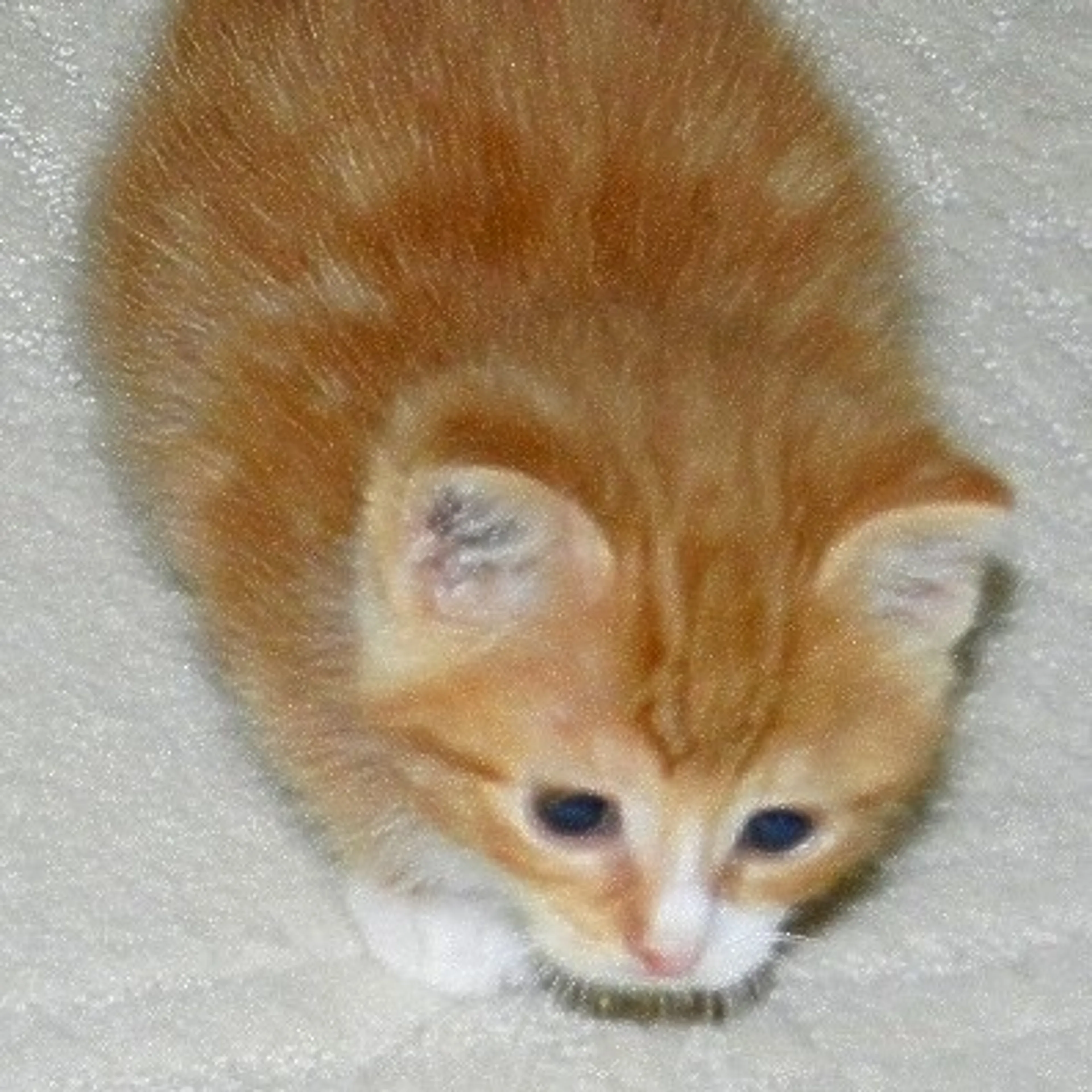 Found pet-13
