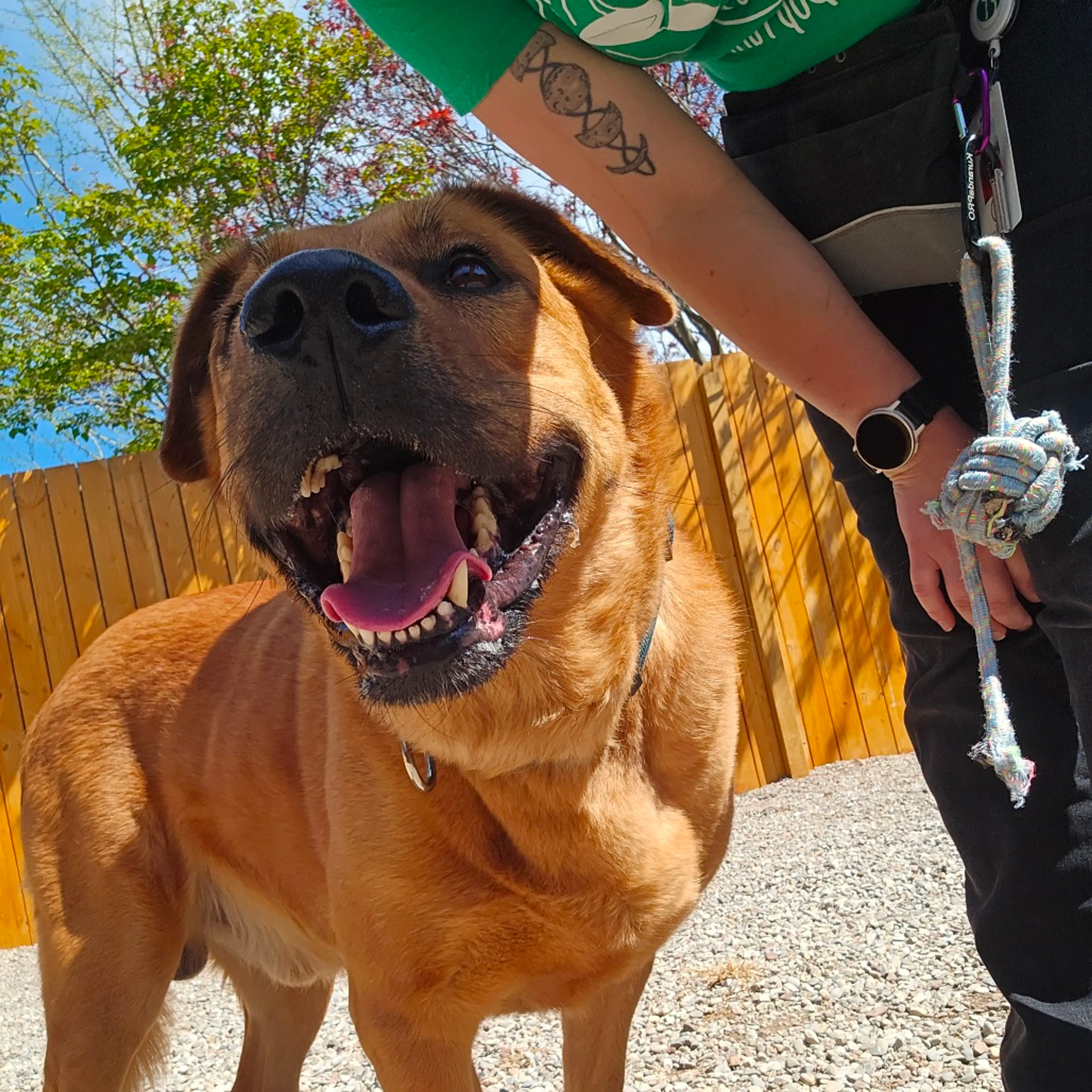 Found pet-1