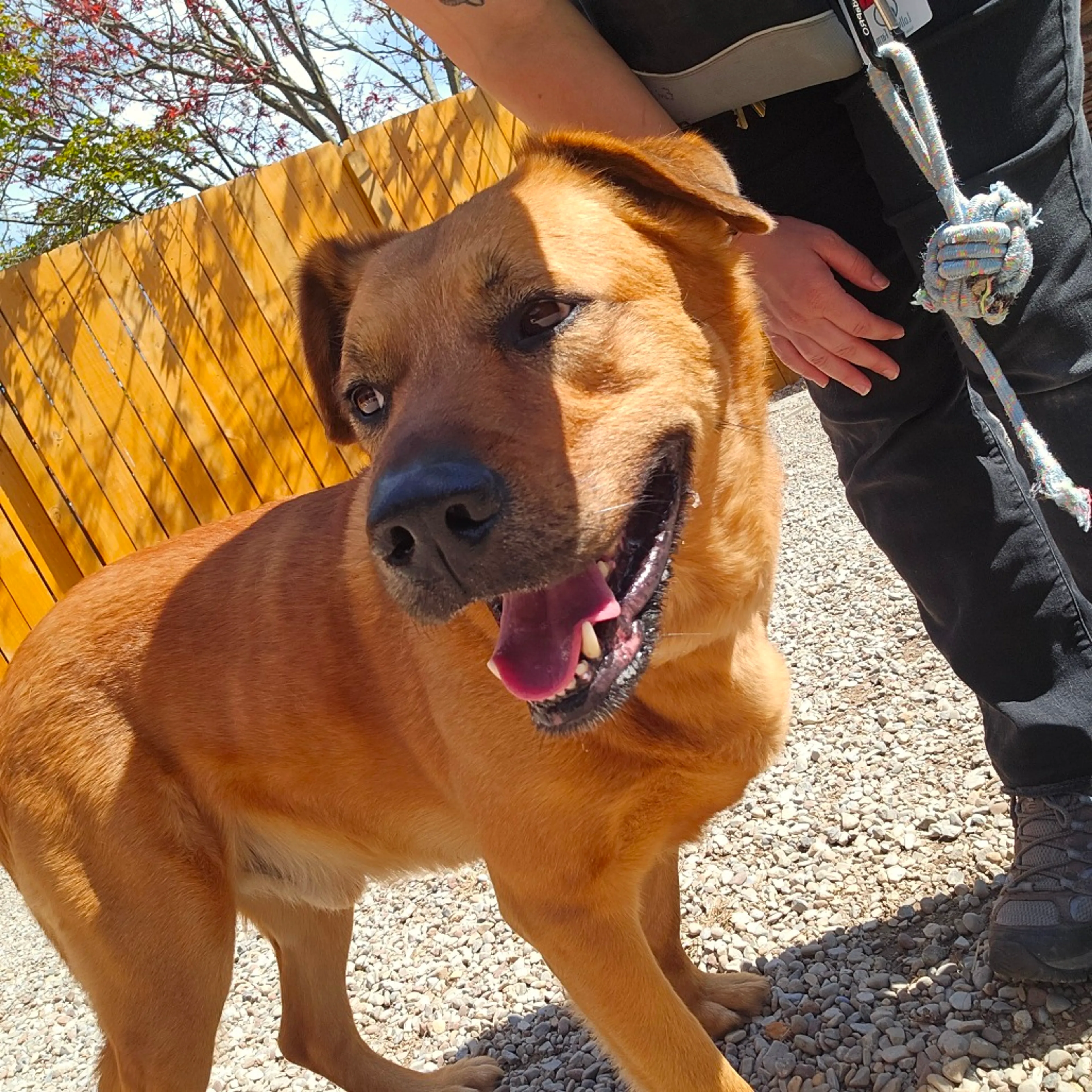 Found pet-2