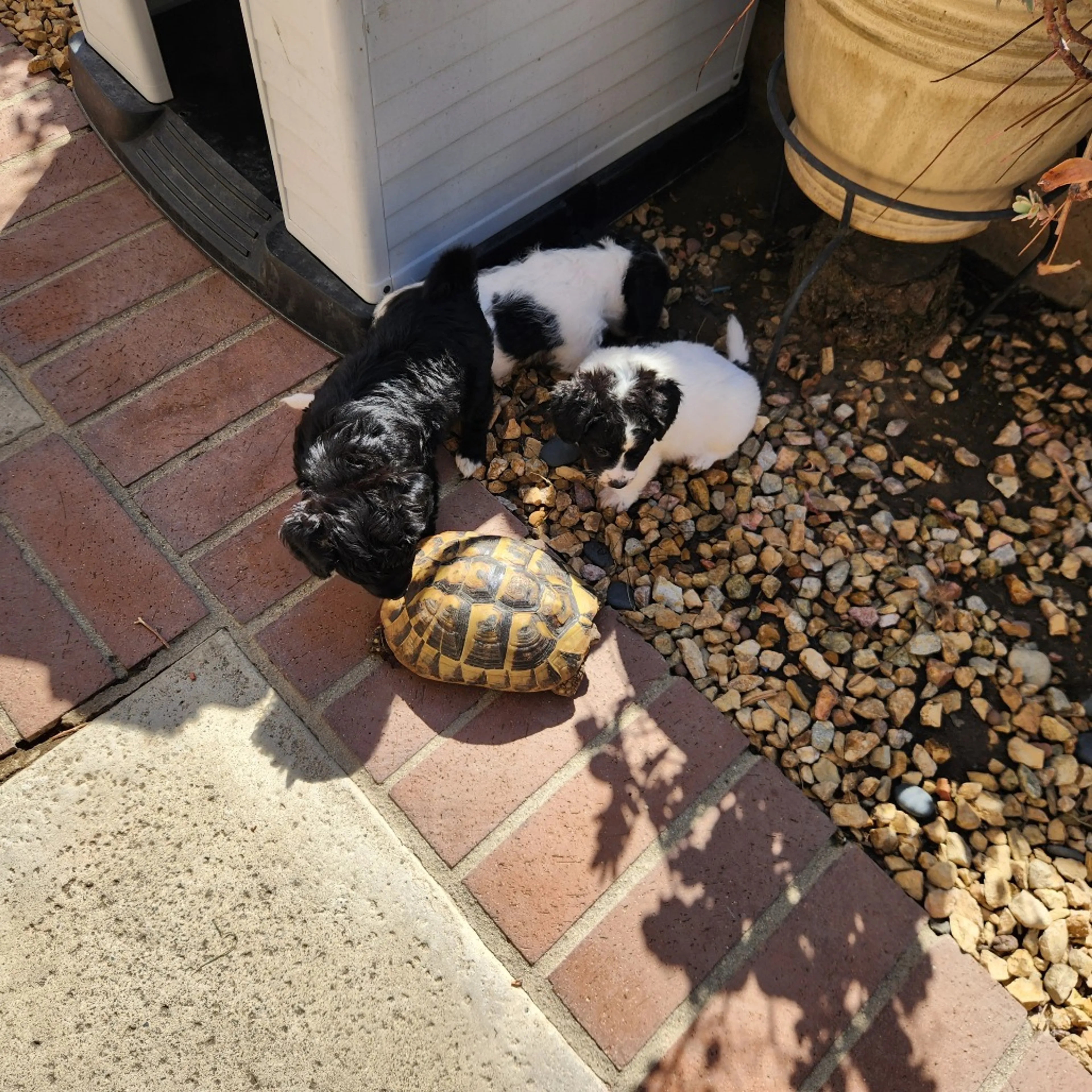 Found pet-3