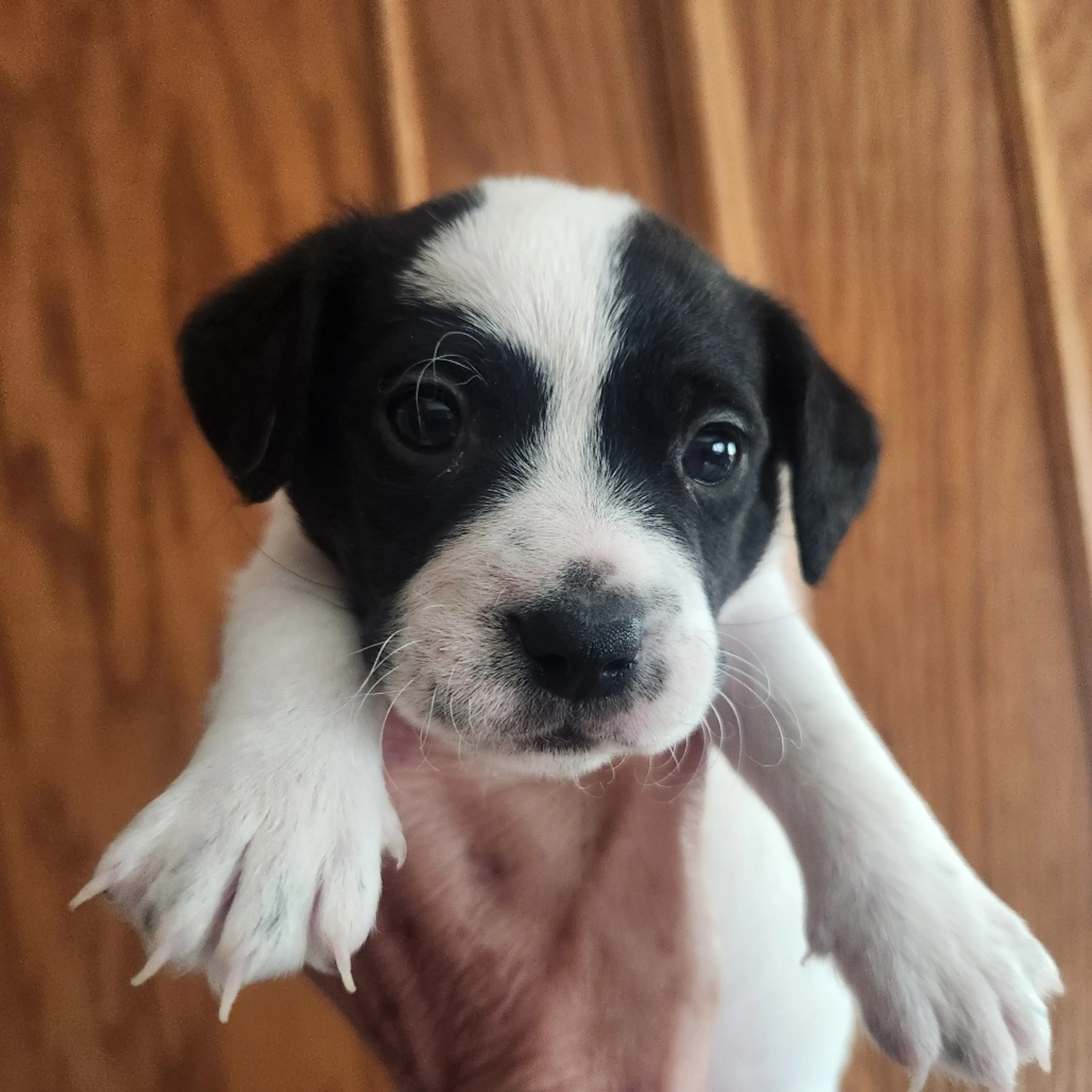 Found pet-1