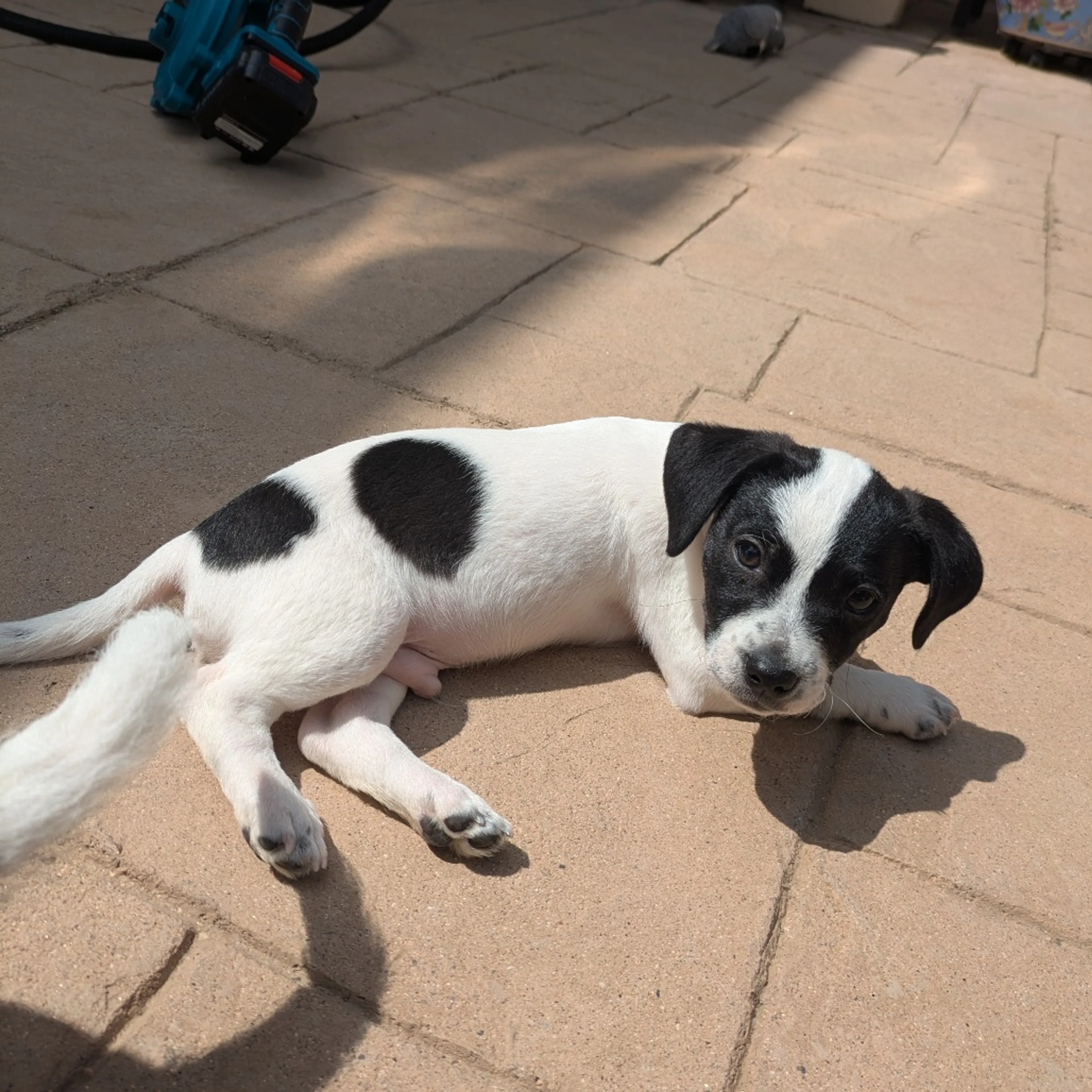 Found pet-9