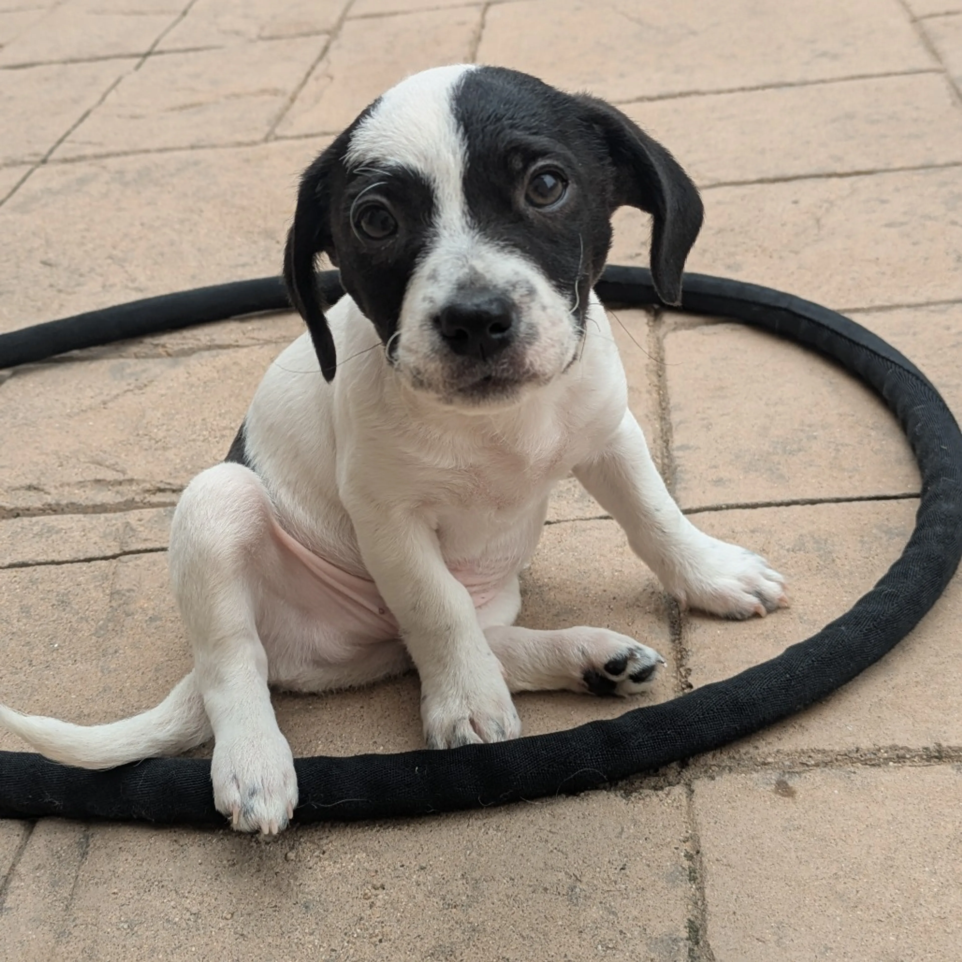 Found pet-8