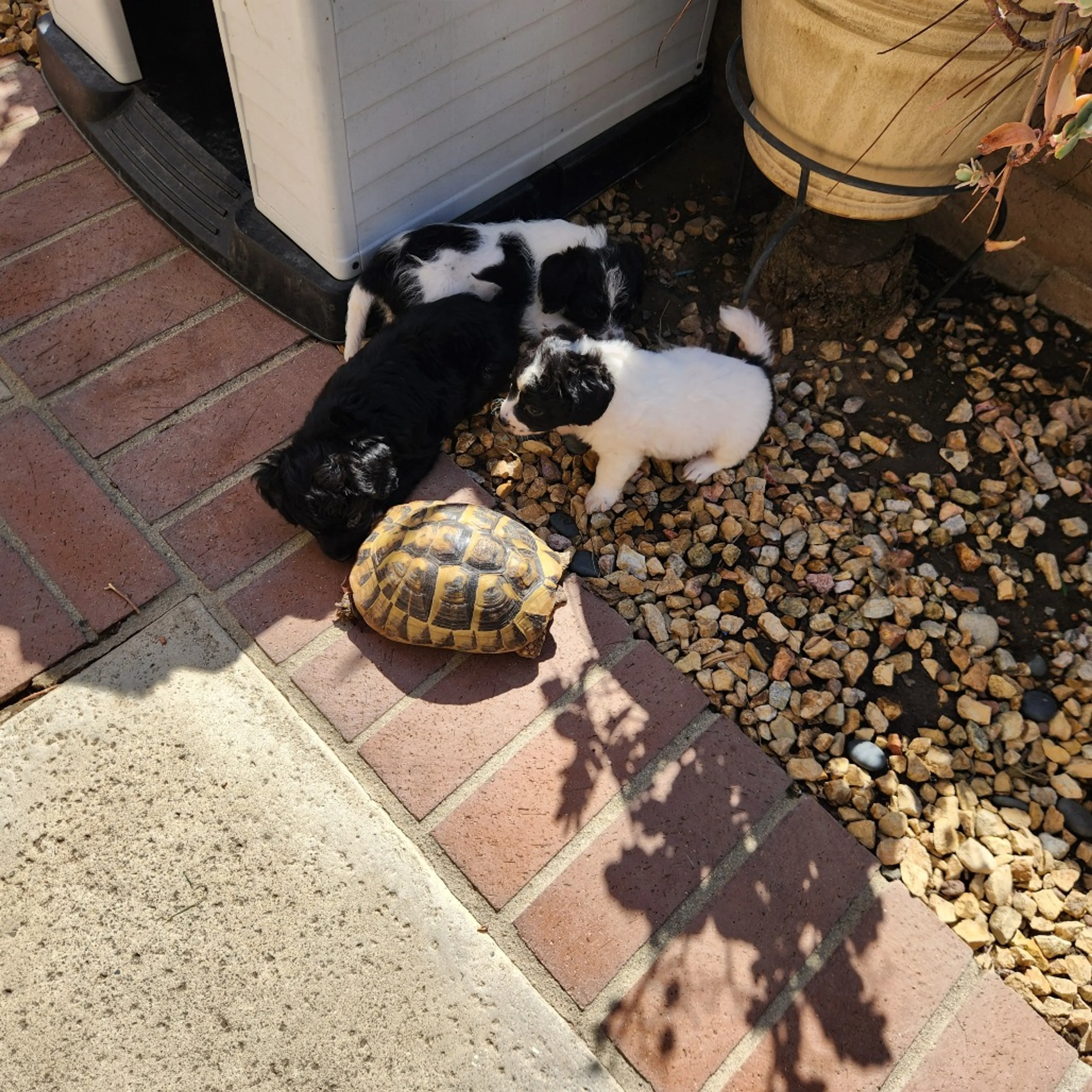 Found pet-3