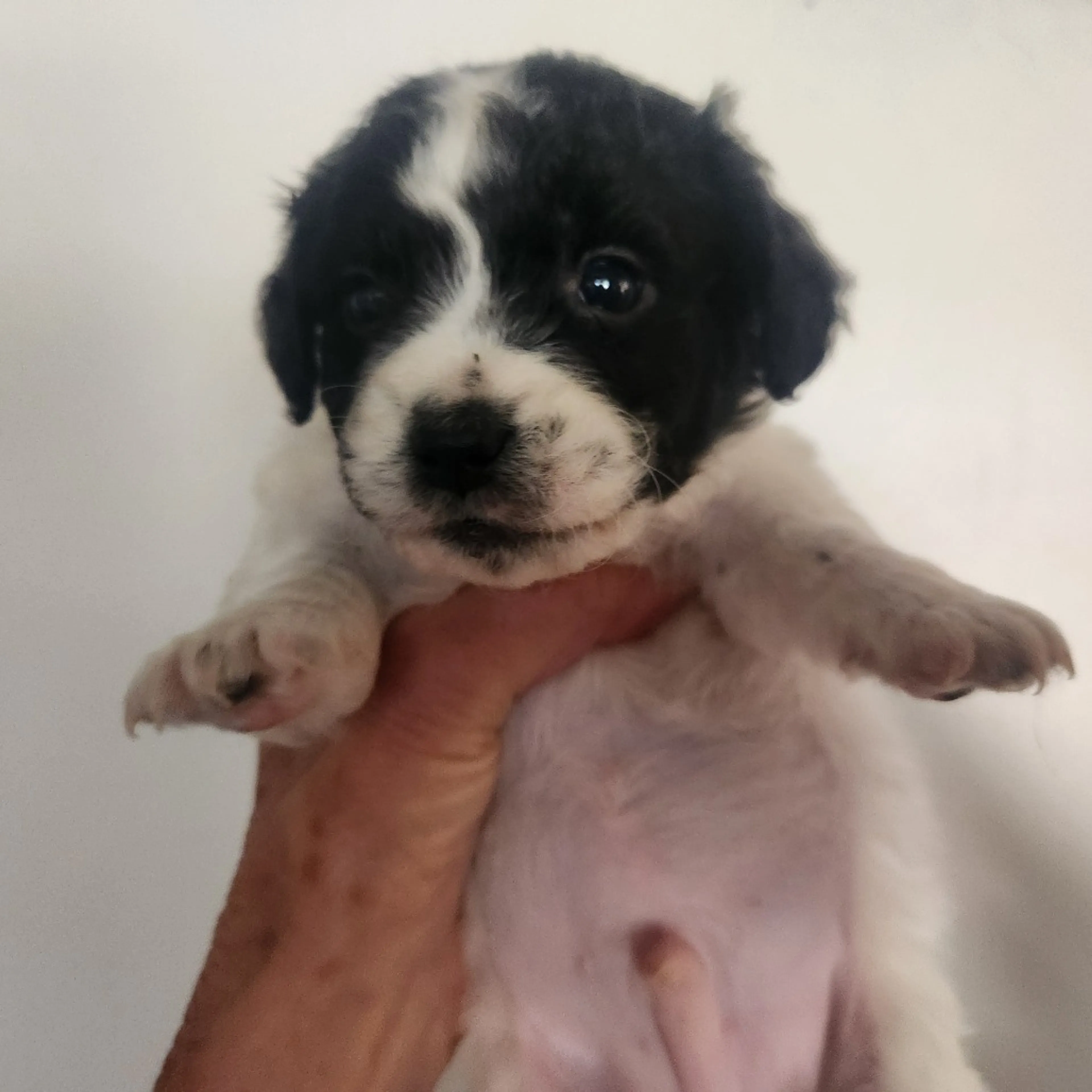 Found pet-1