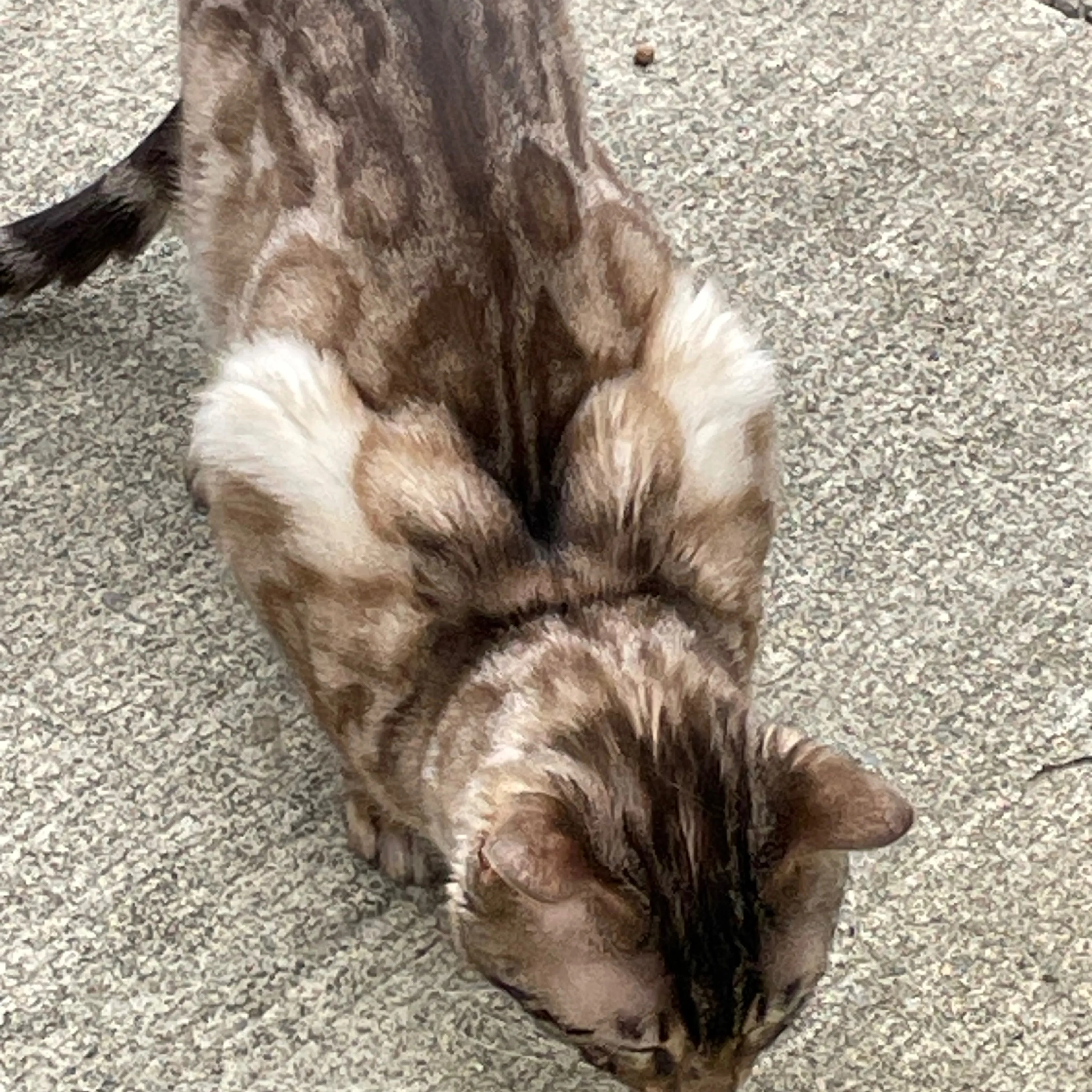 Found pet-2
