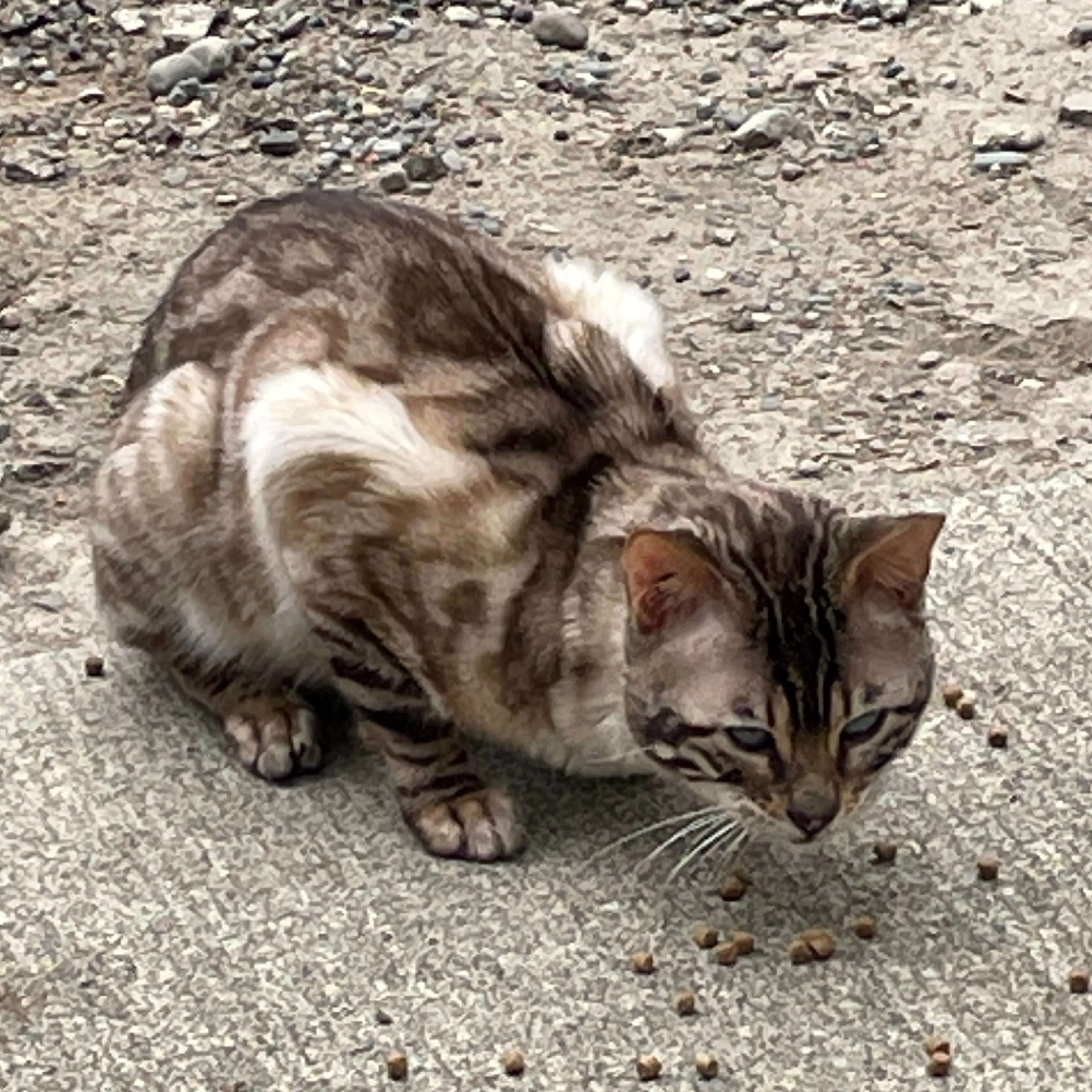 Found pet-1