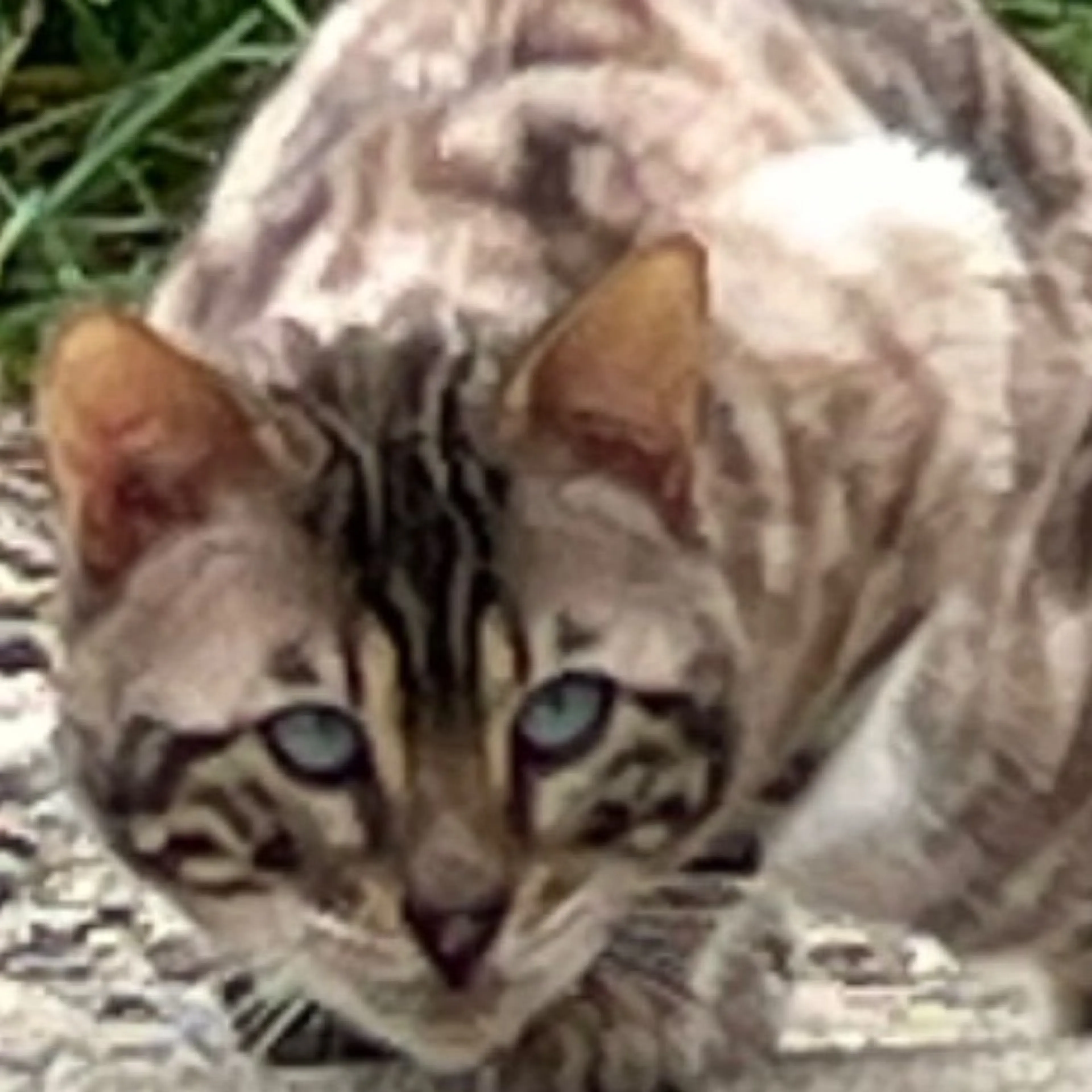 Found pet-0