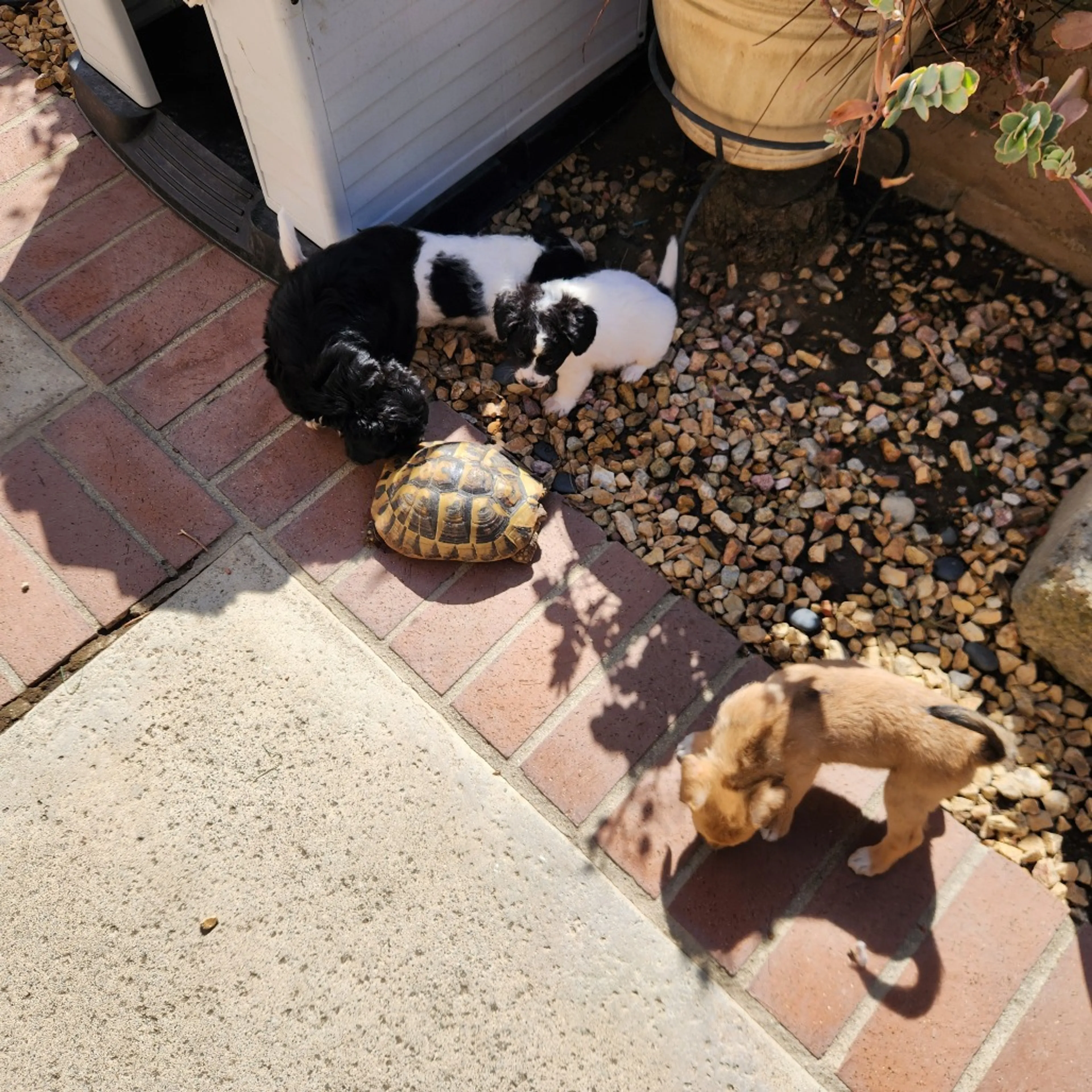 Found pet-1