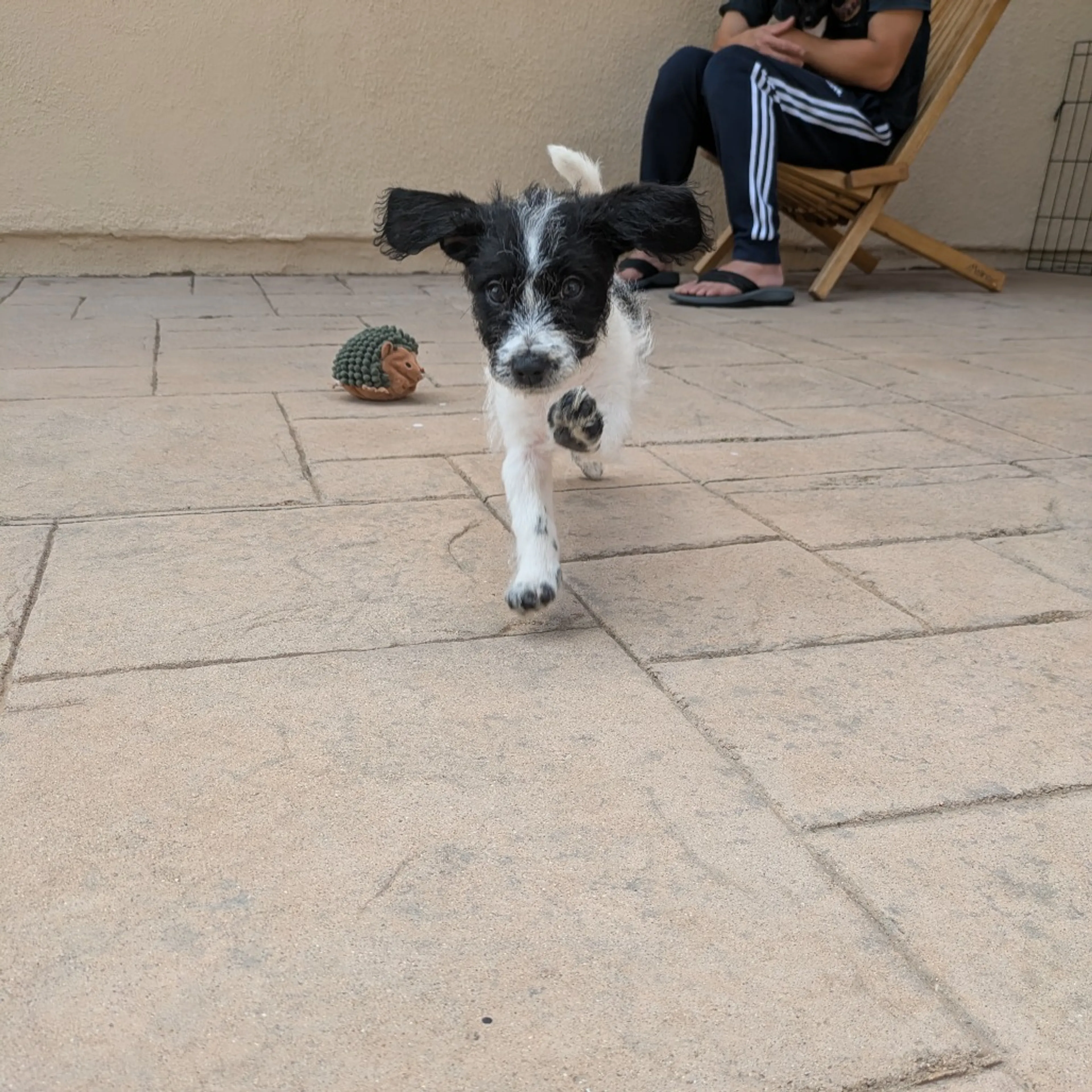Found pet-6