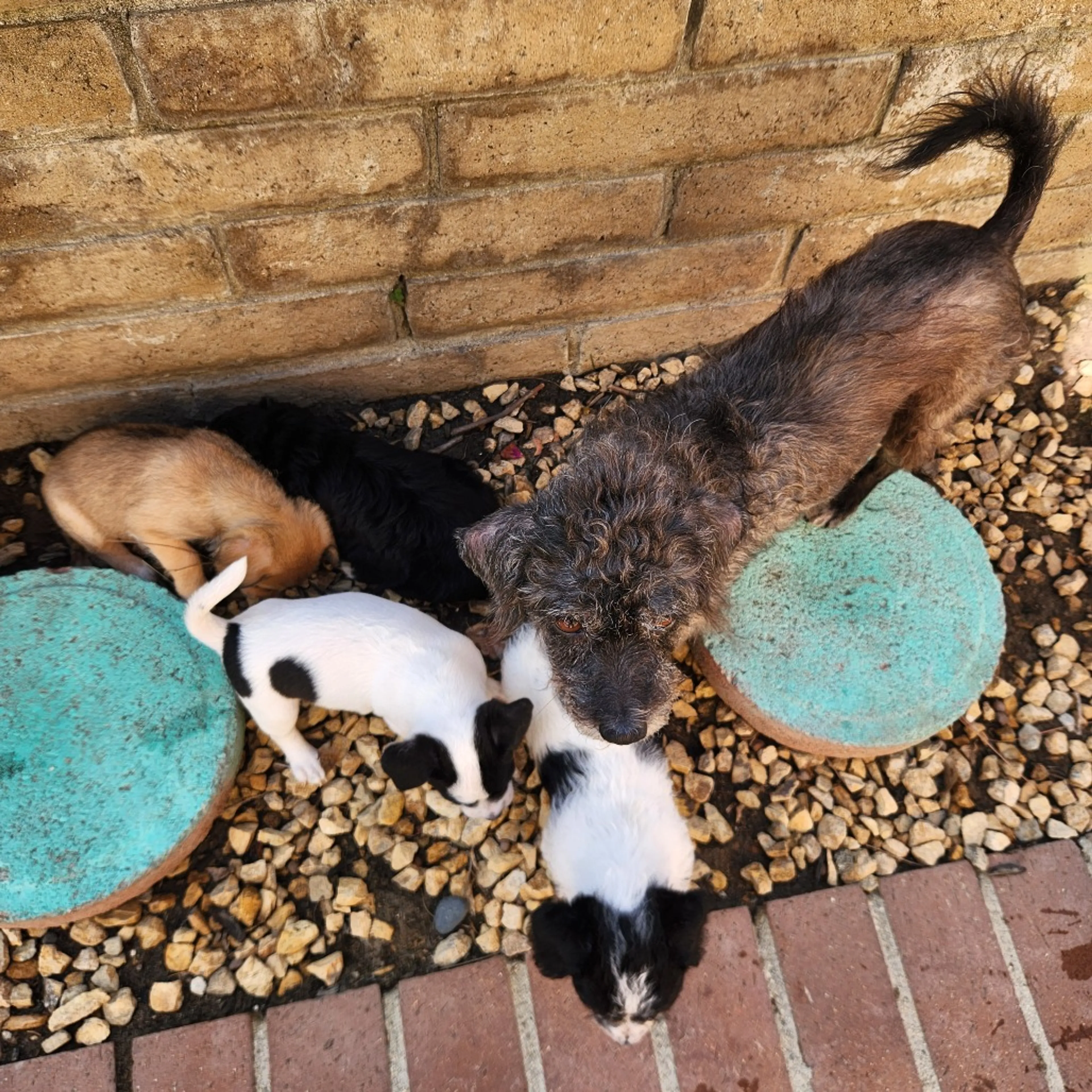 Found pet-4