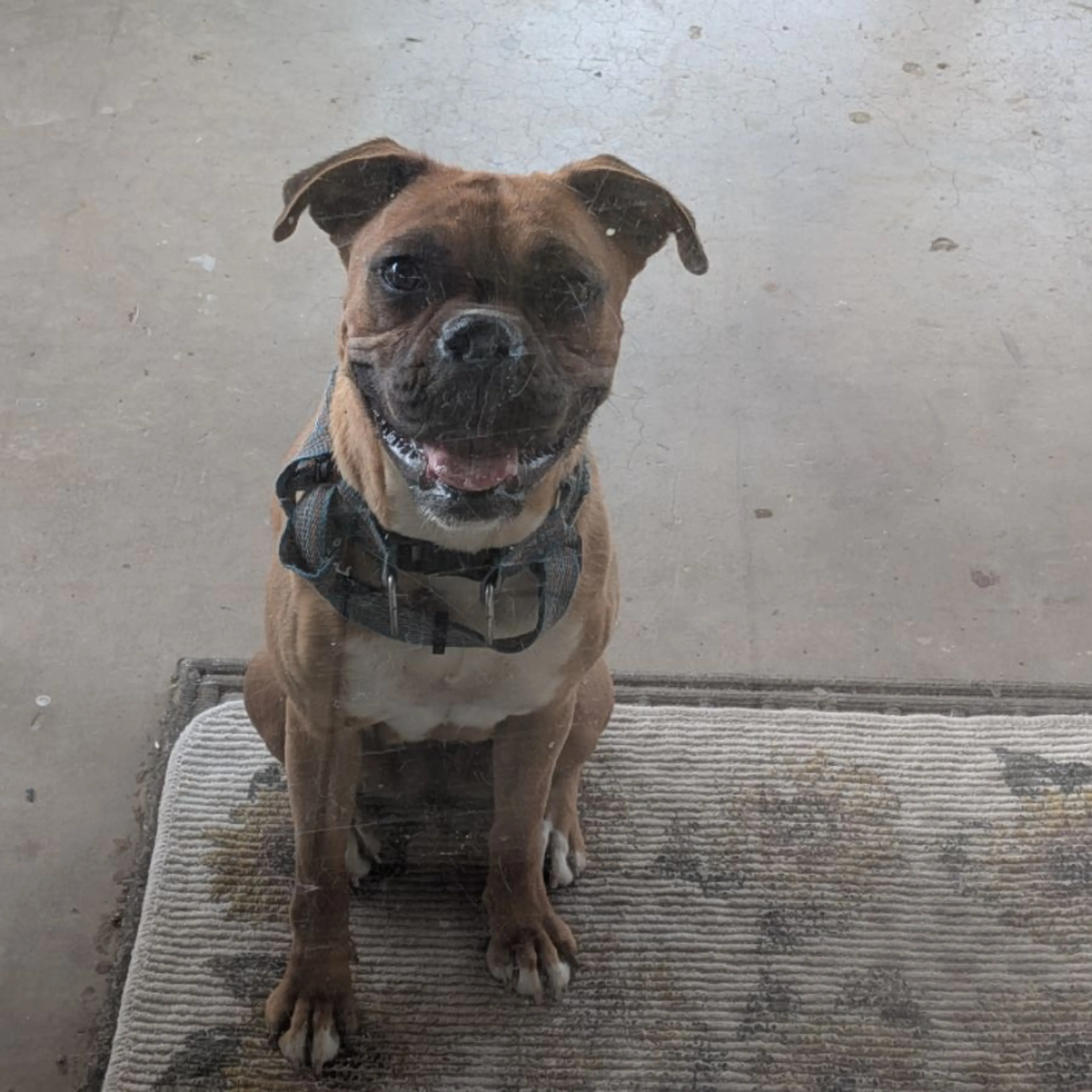Found pet