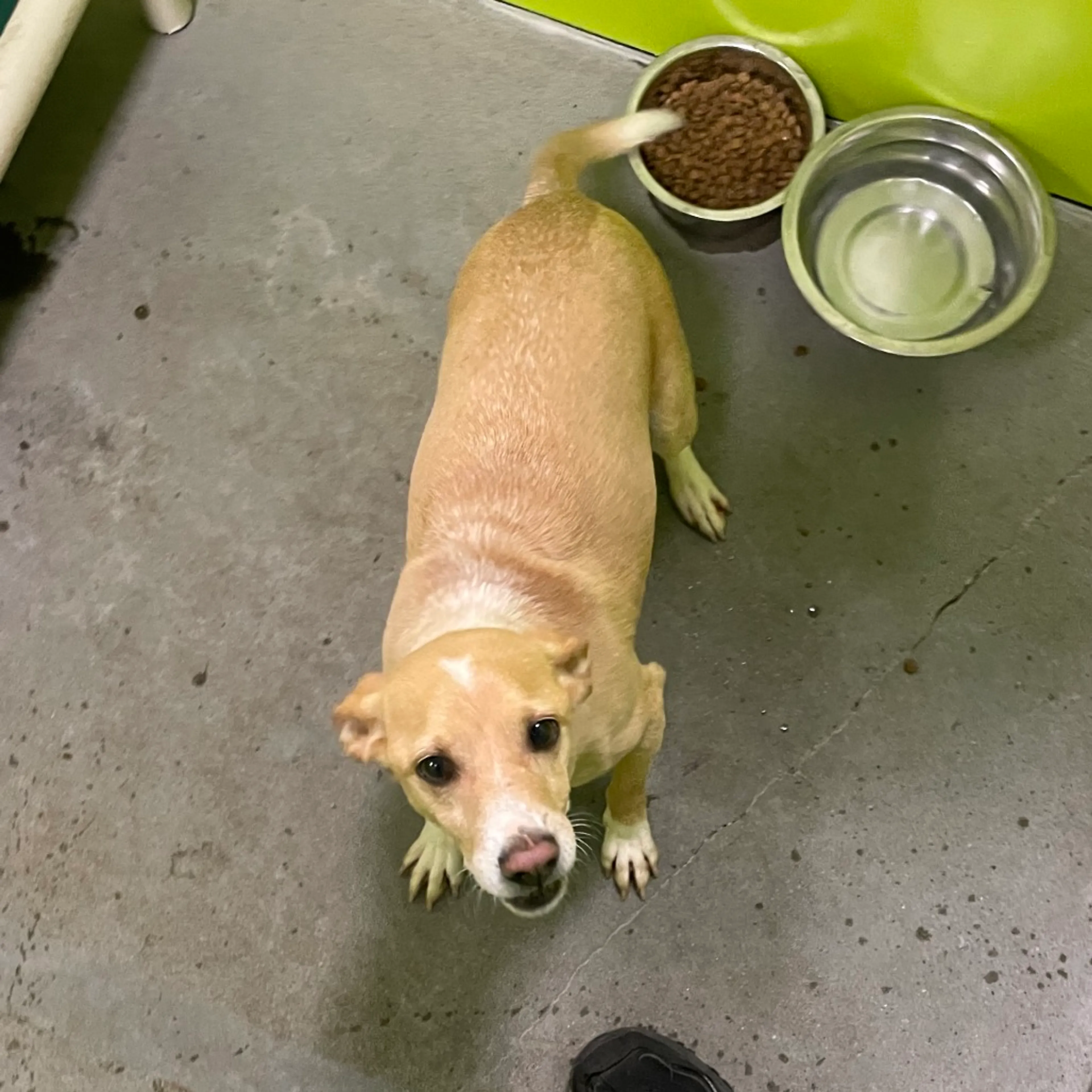 Found pet-1