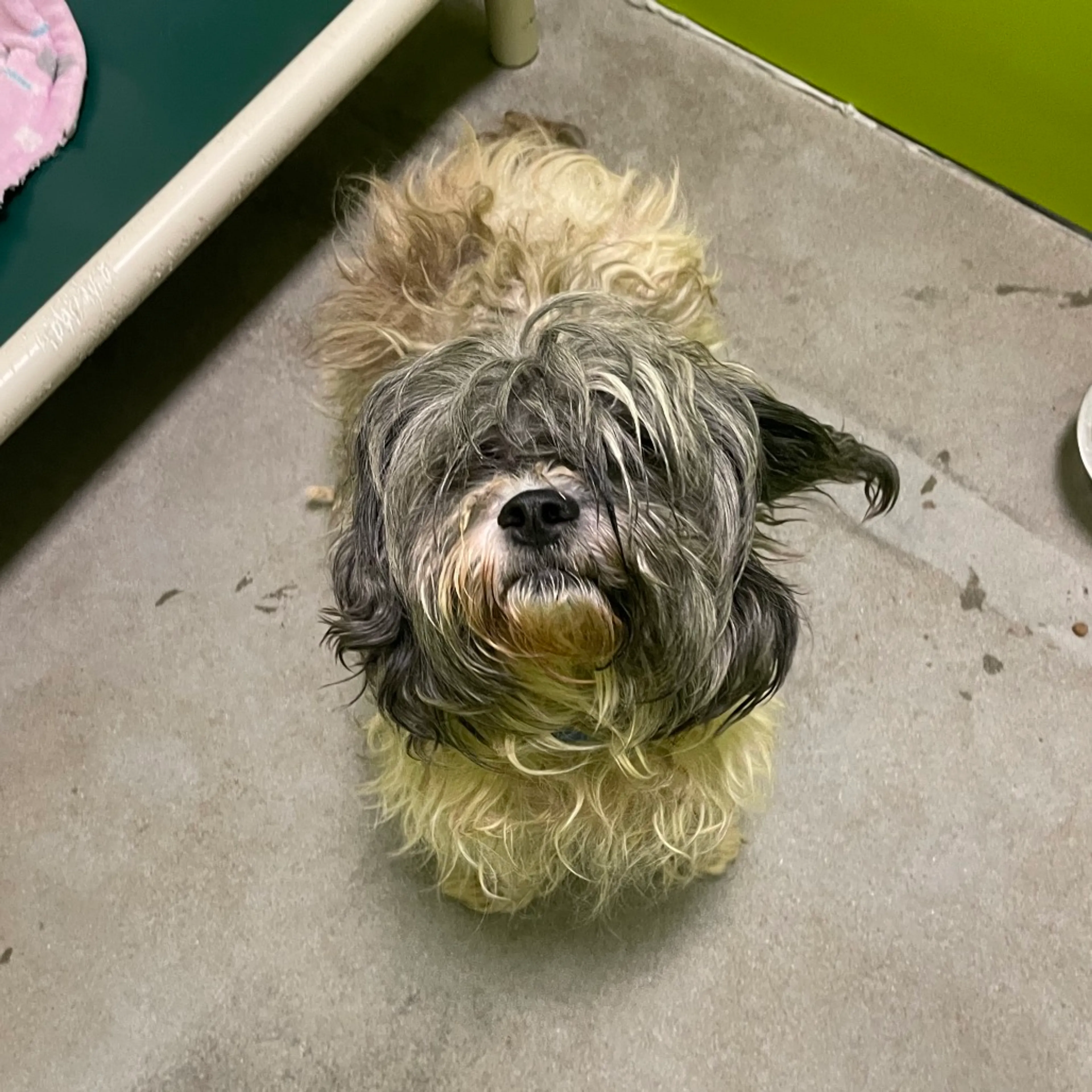 Found pet-1
