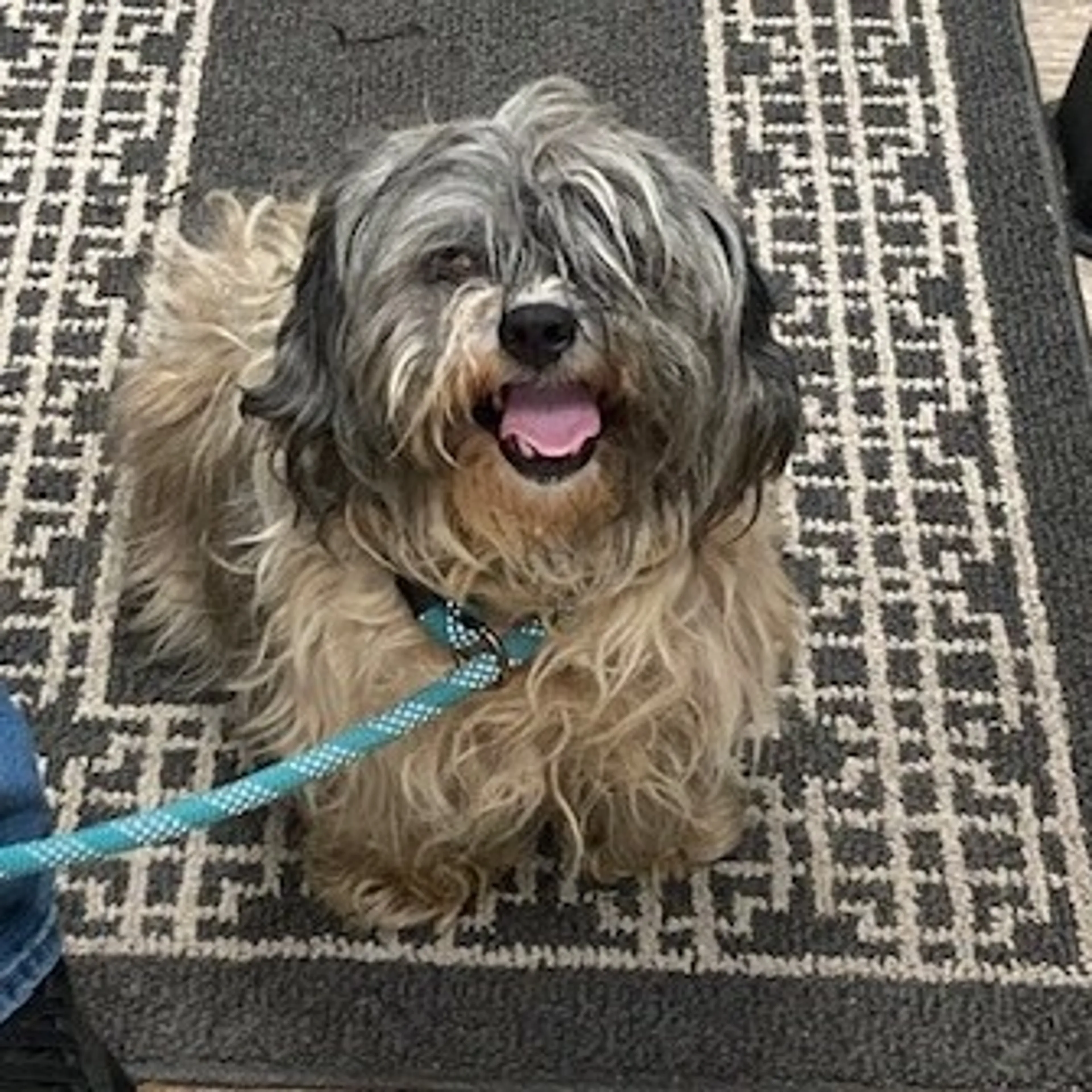 Found pet-2