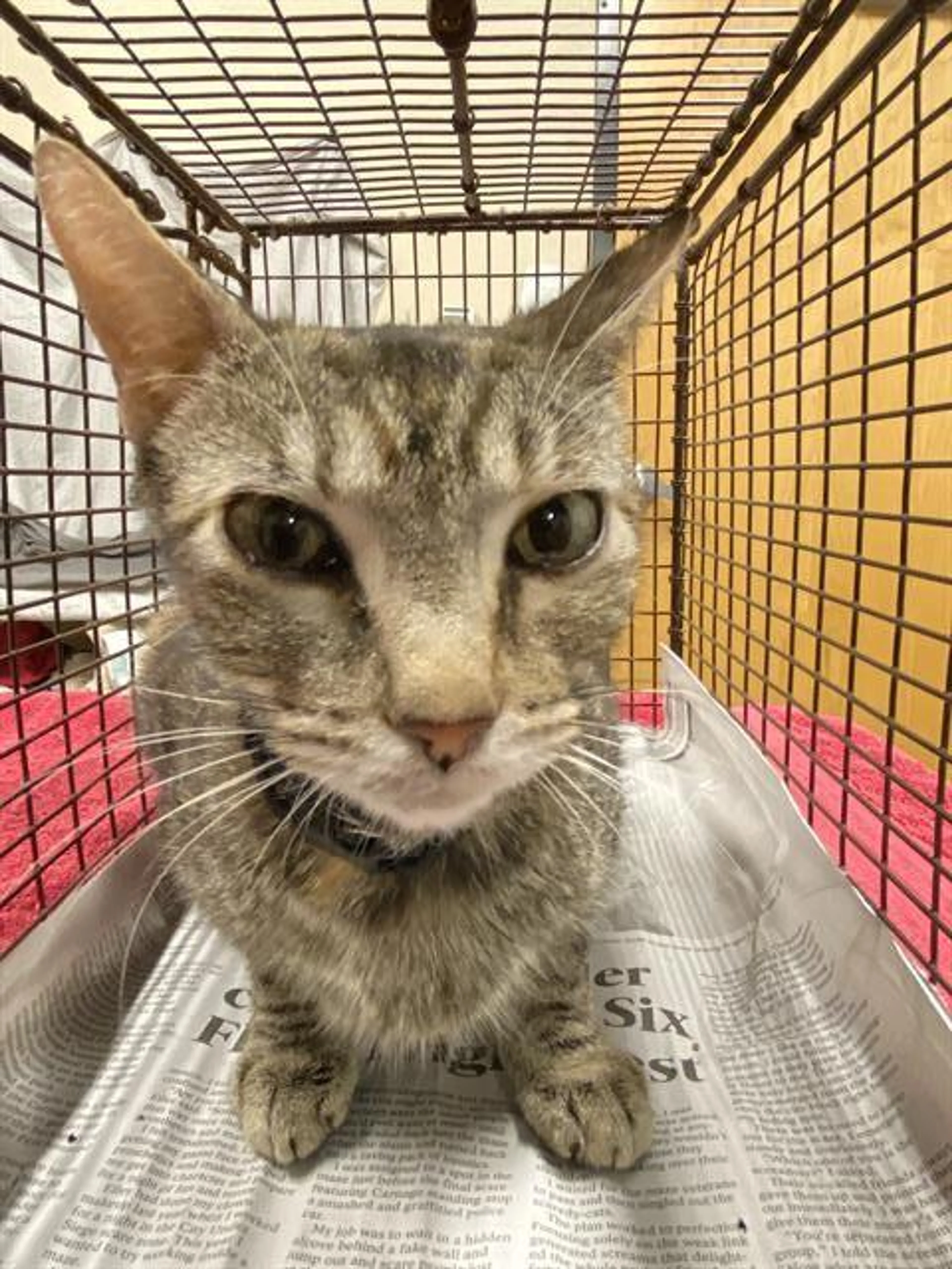 Found pet