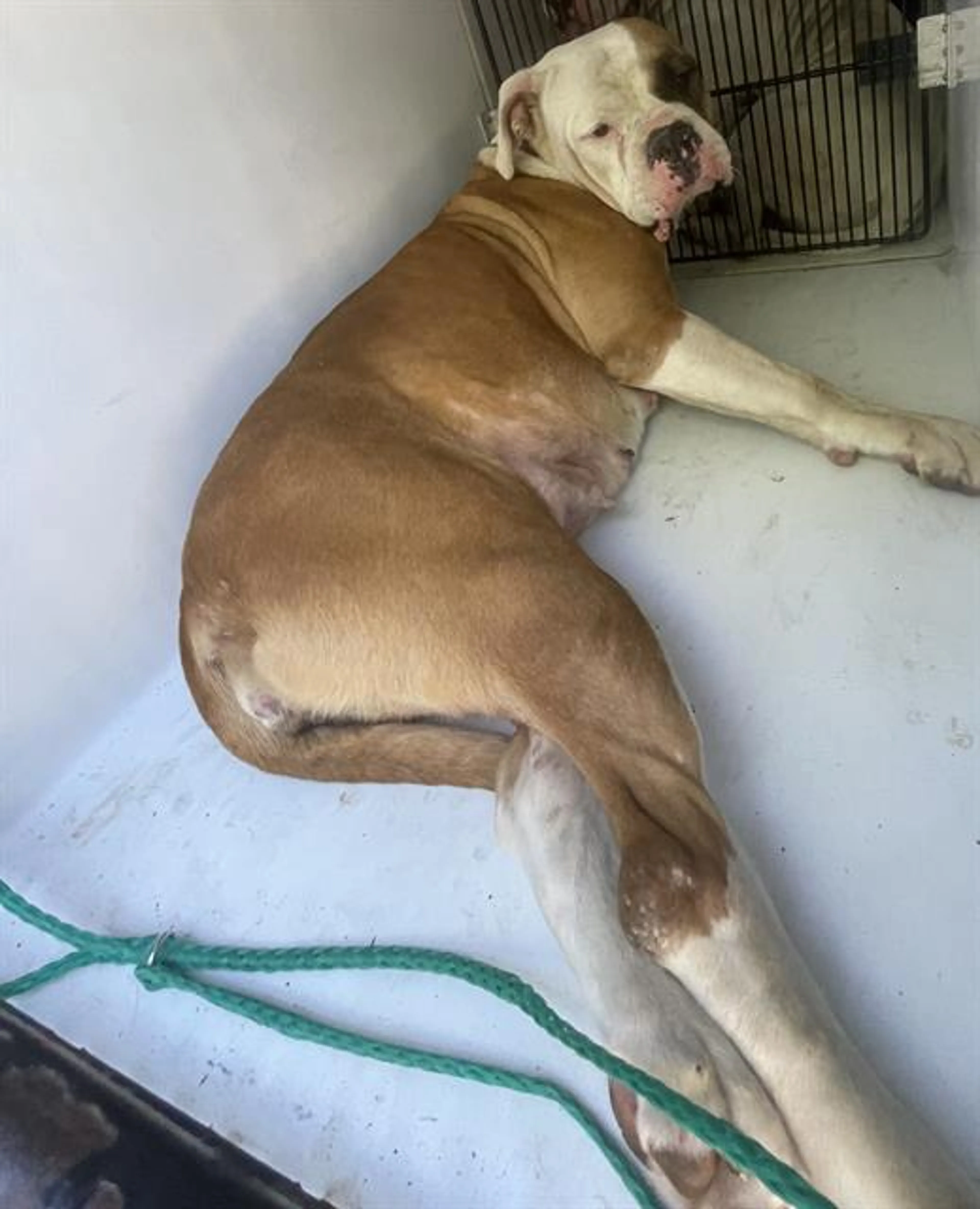 Found pet