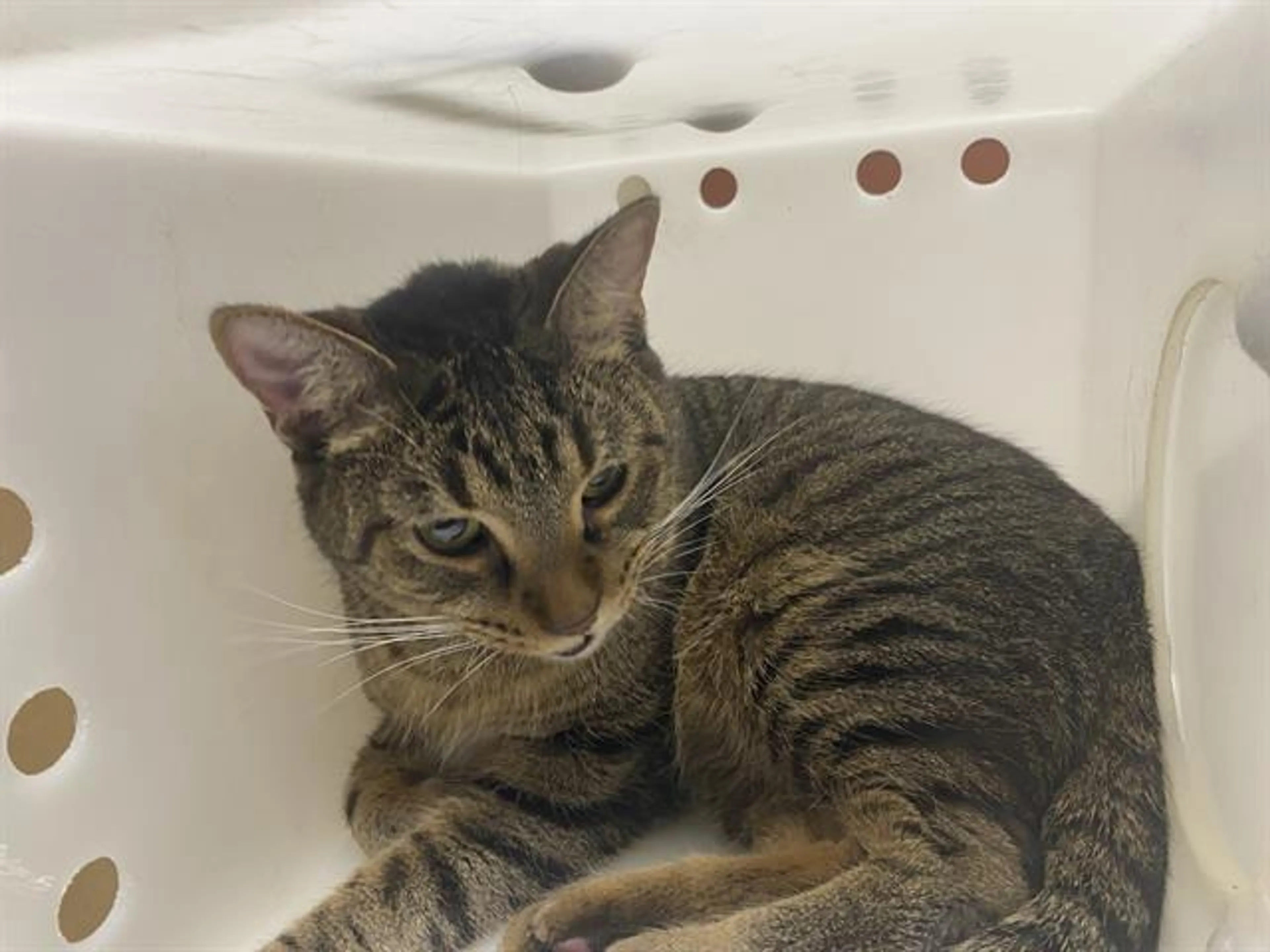 Found pet