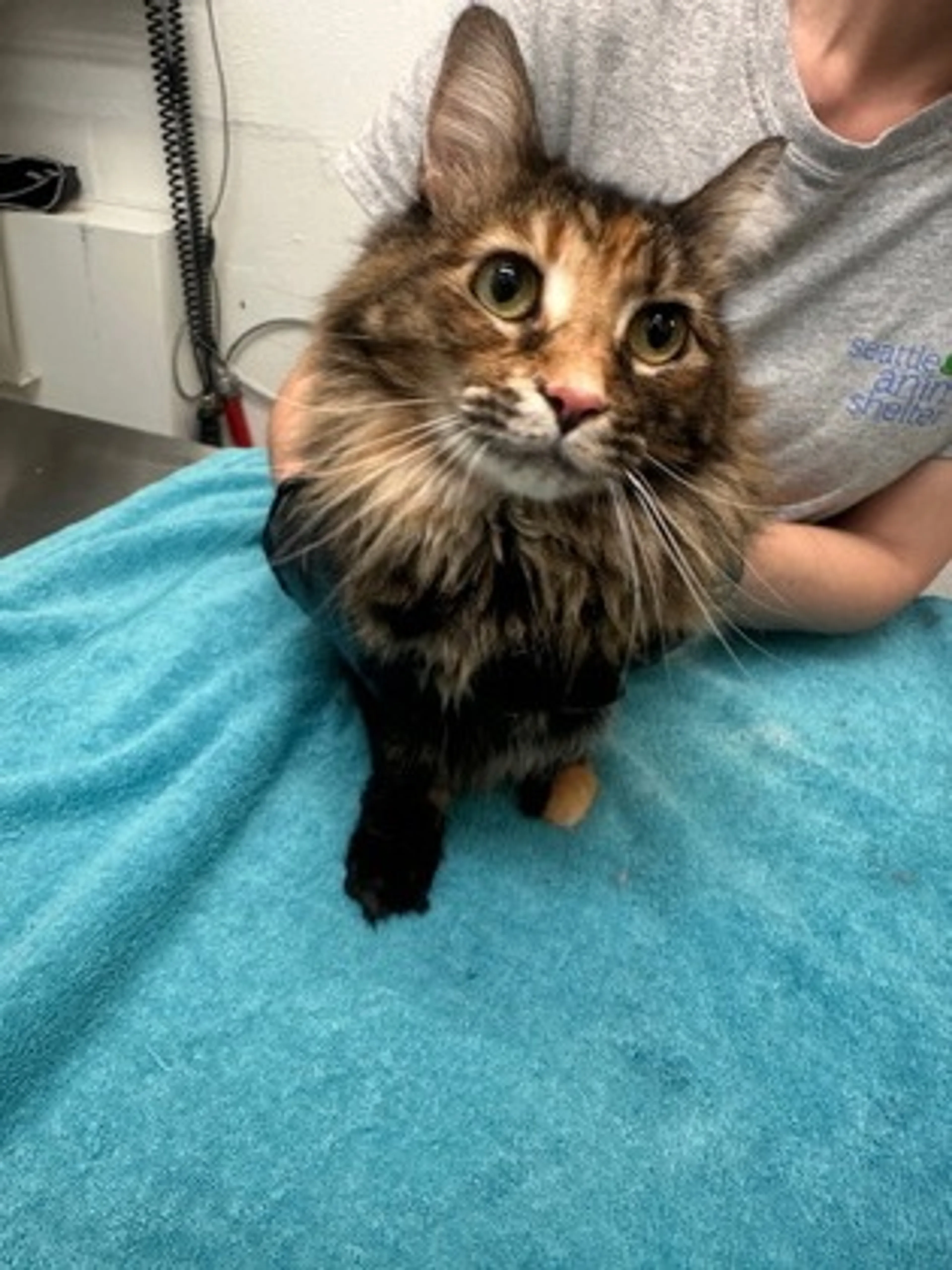 Found pet-2
