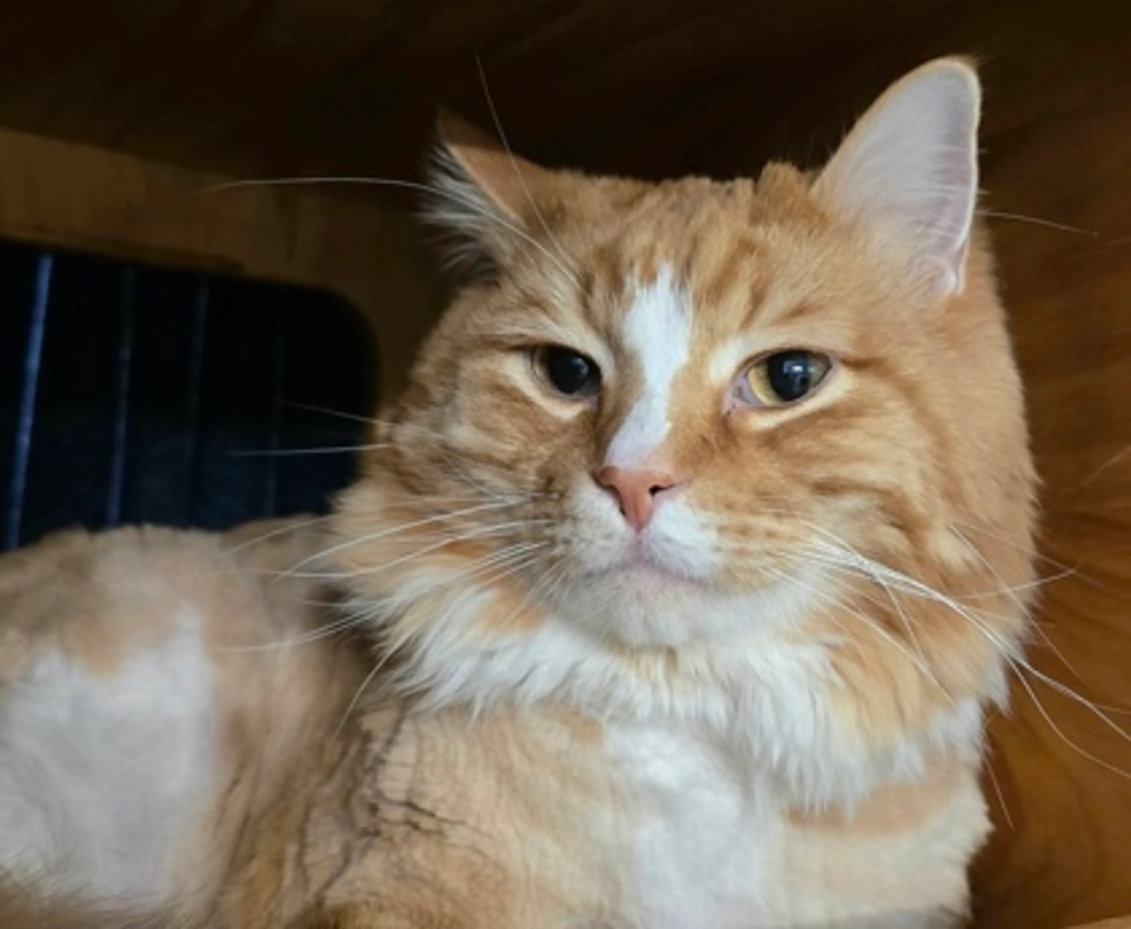 Found pet-2