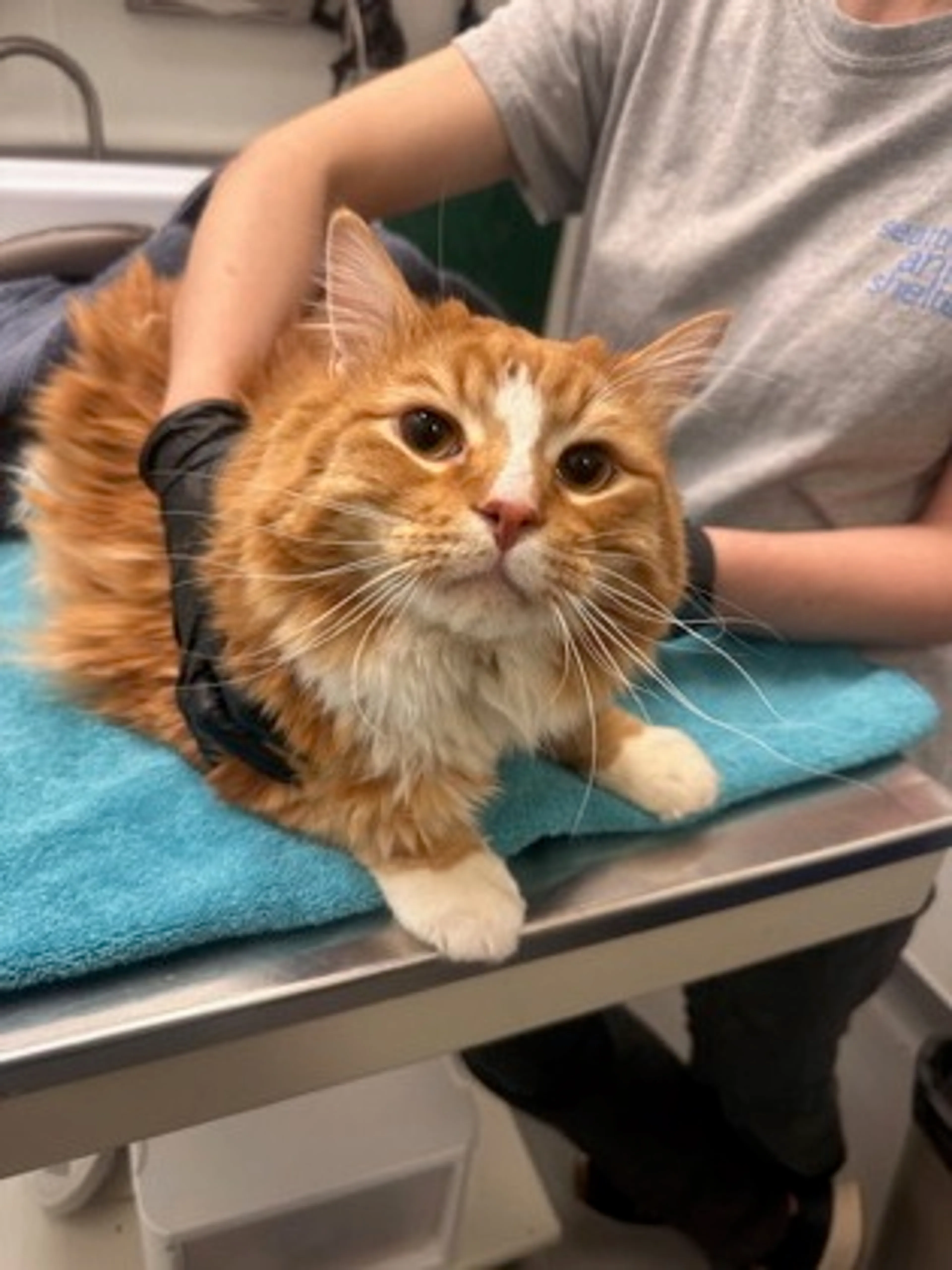 Found pet-1