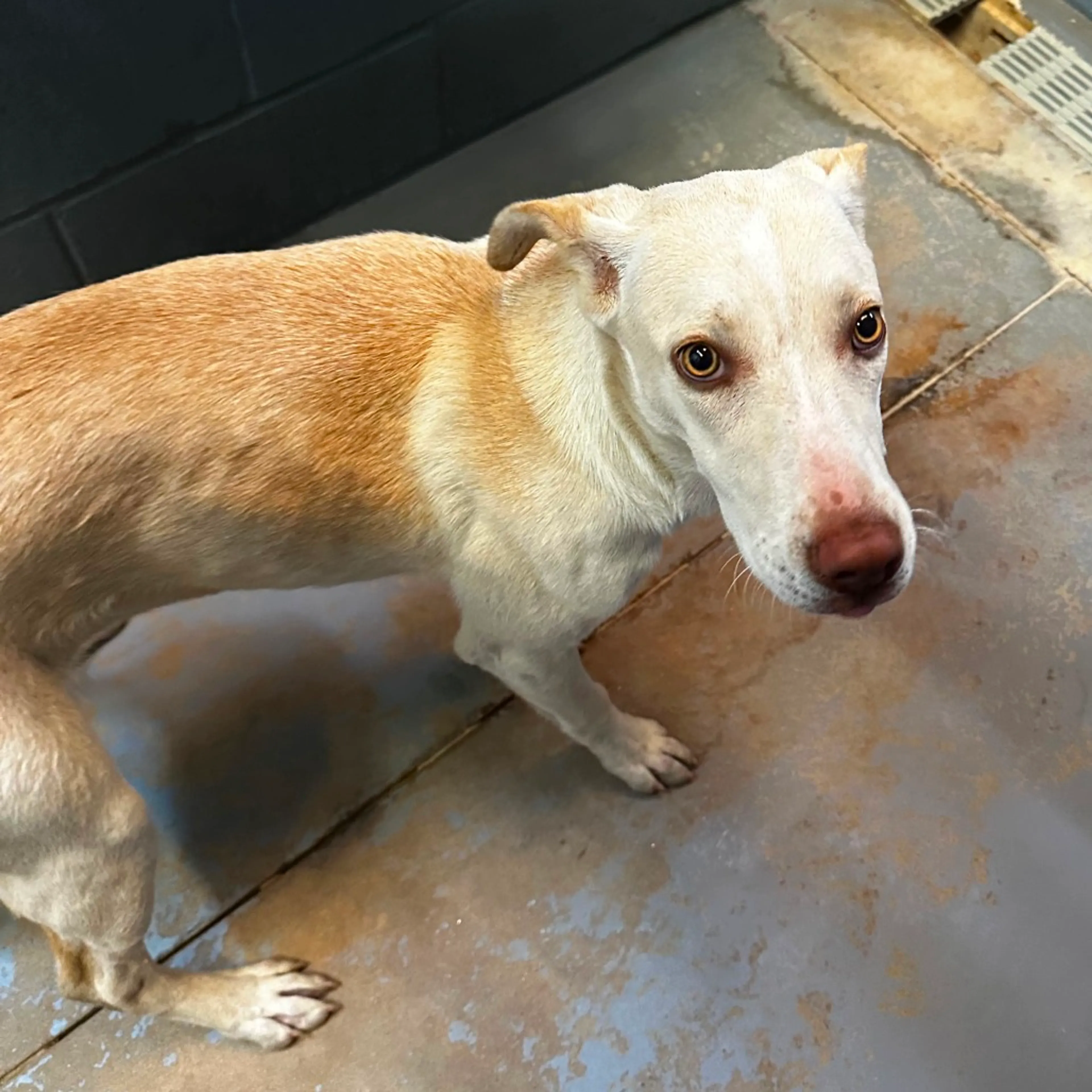 Found pet