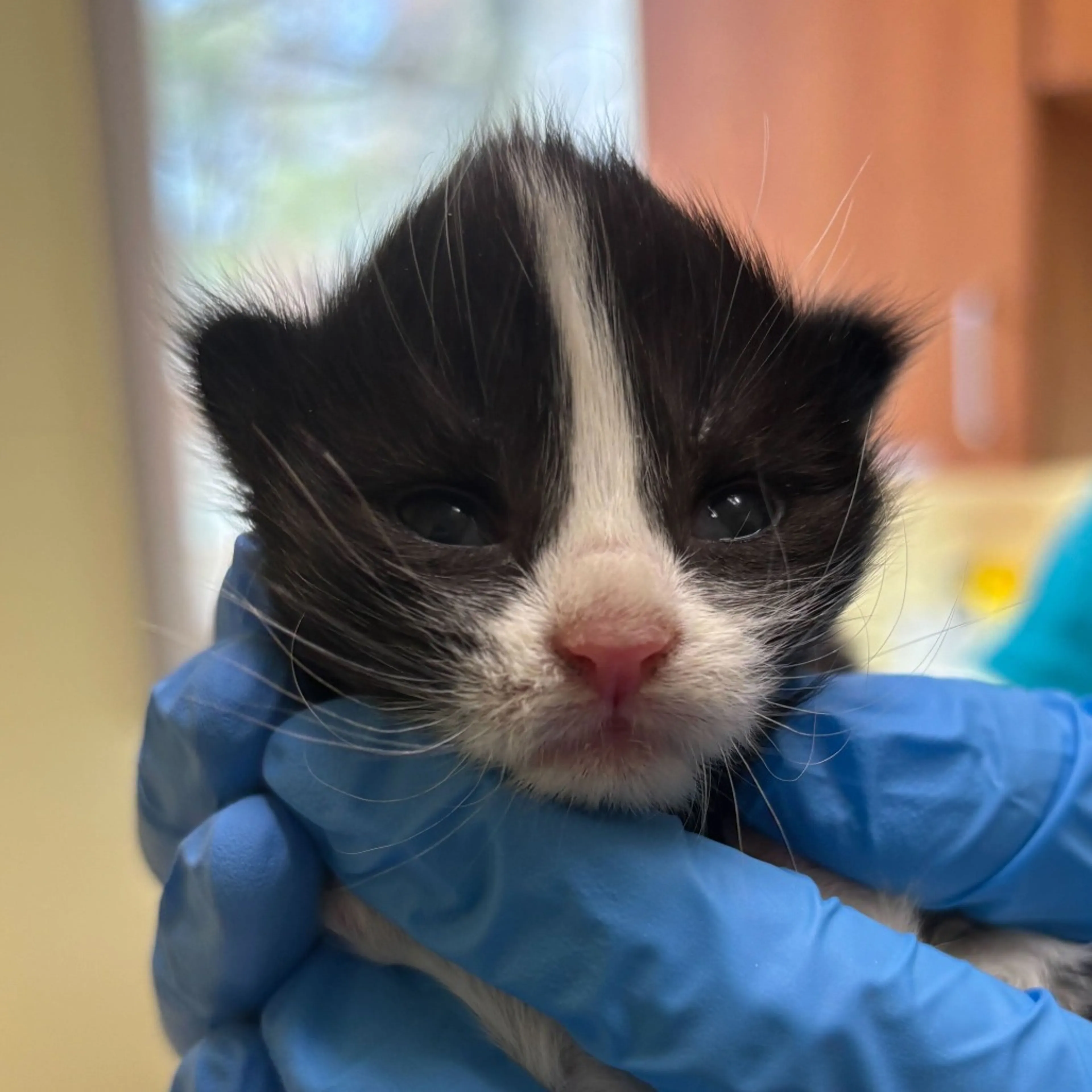 Found pet-1