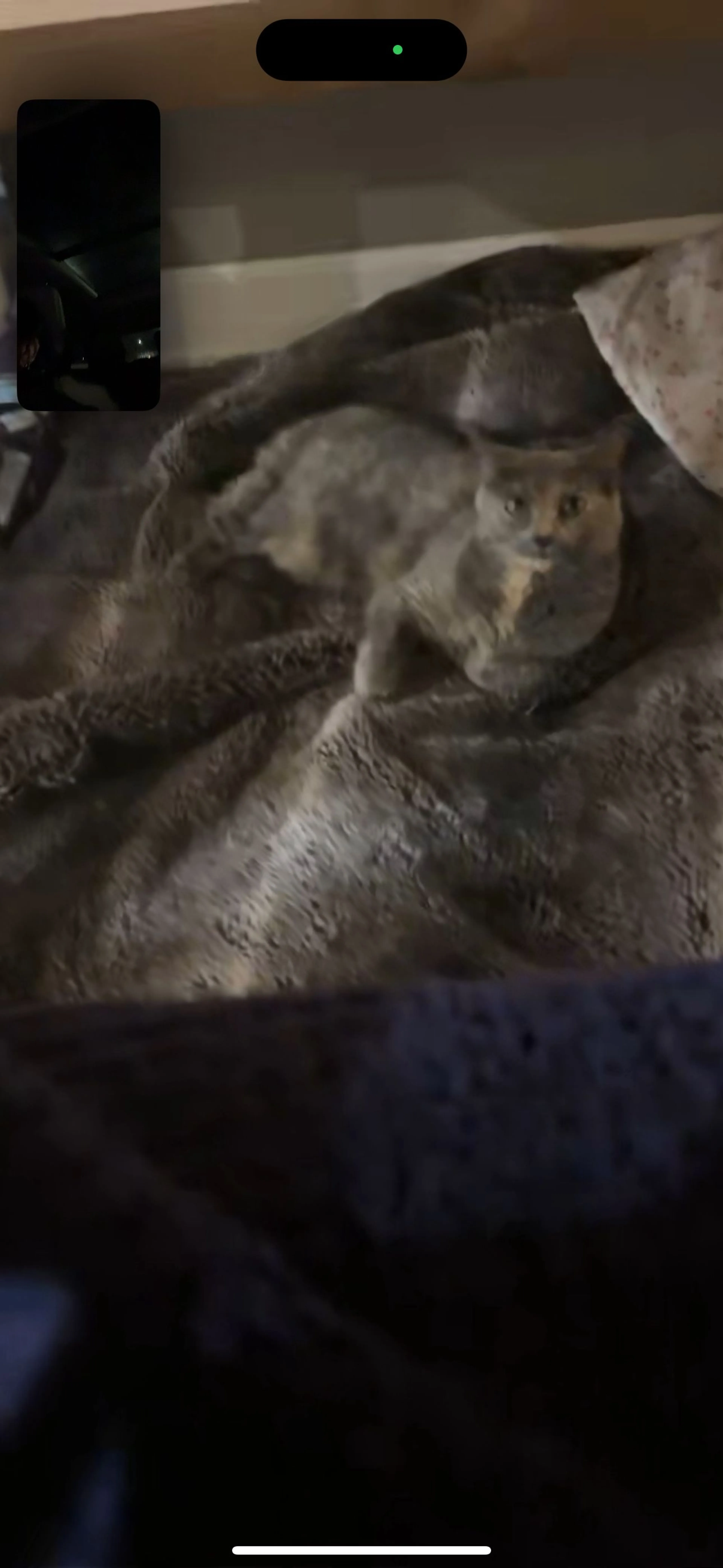 Lost pet-1