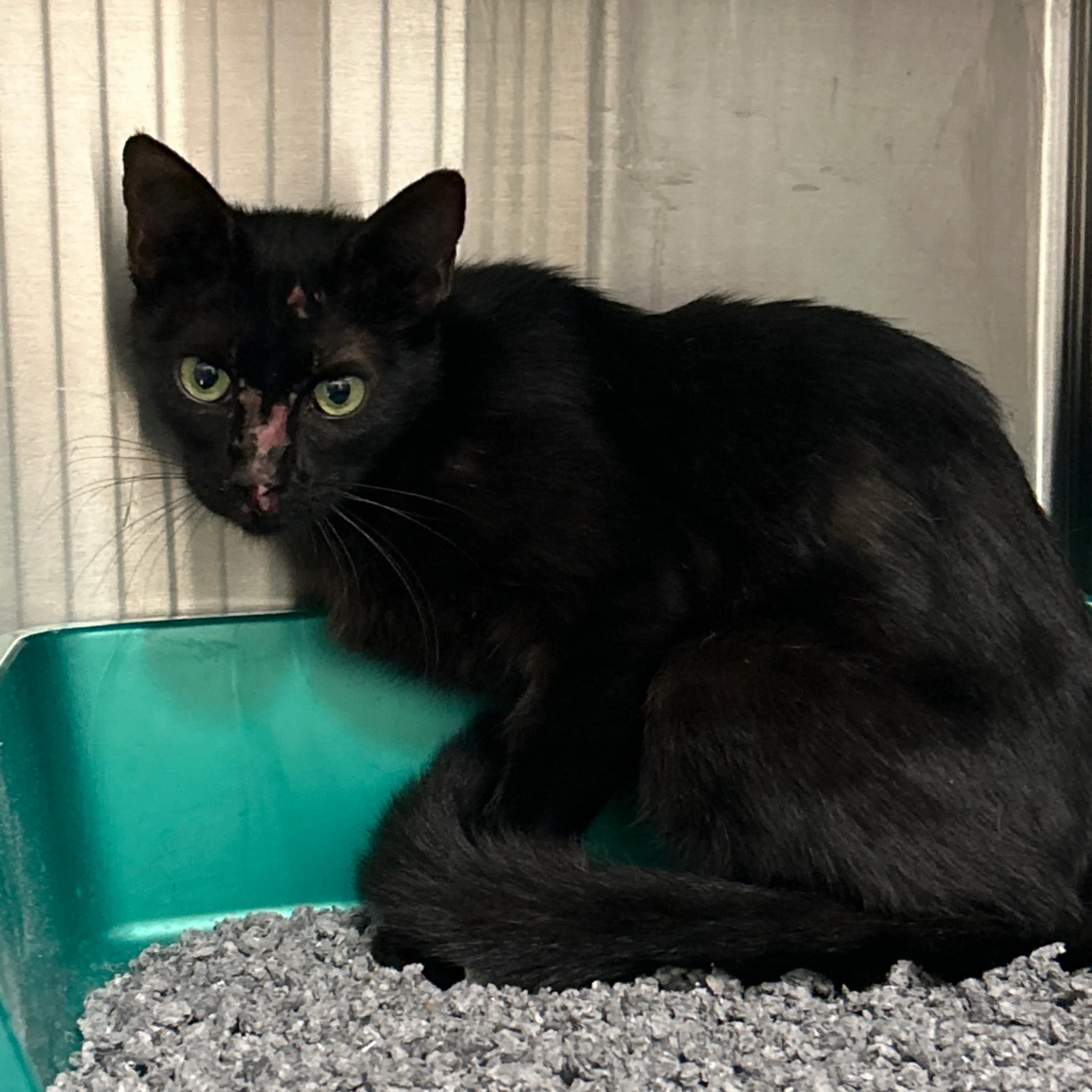 Found pet