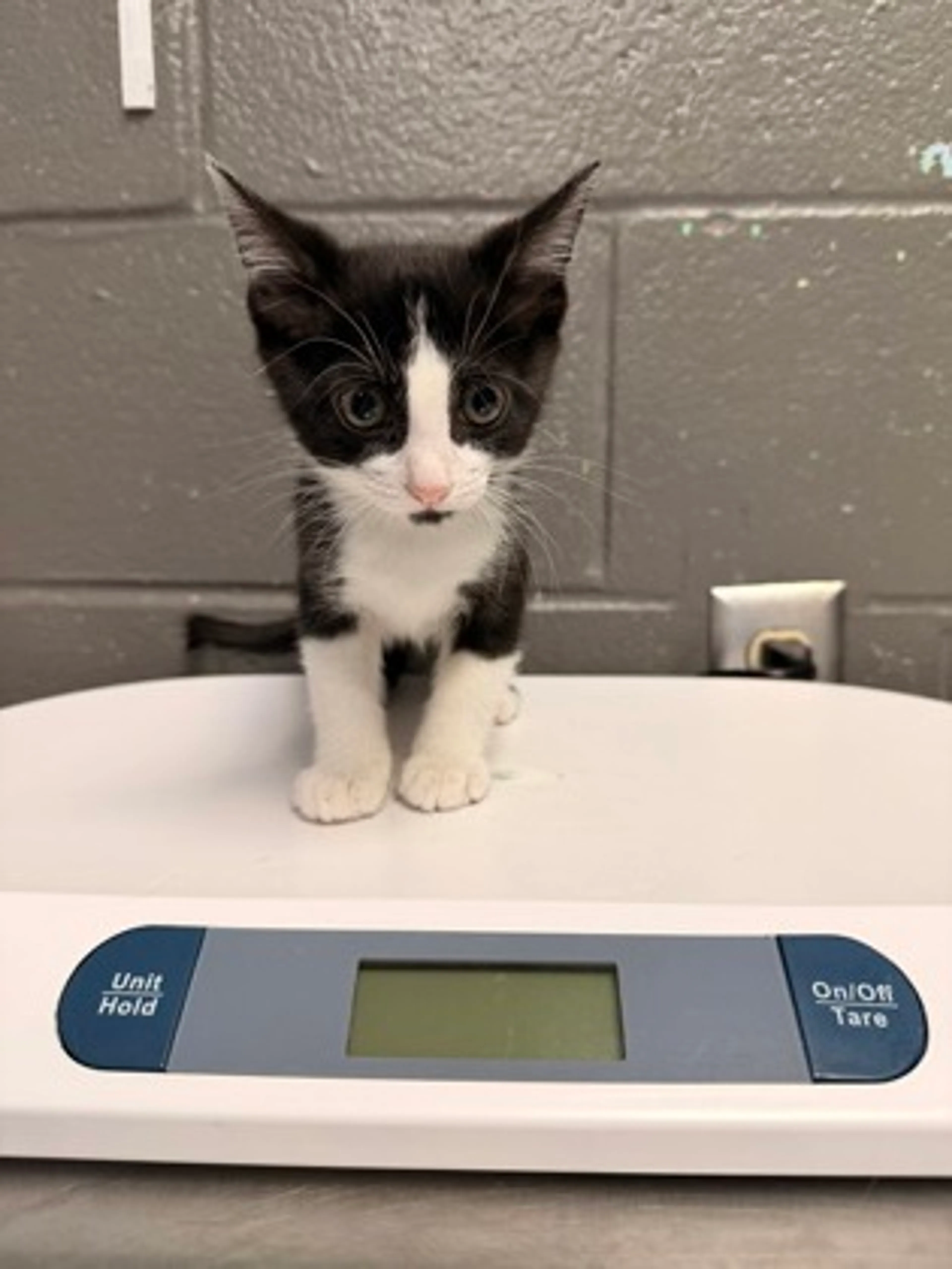 Found pet-0