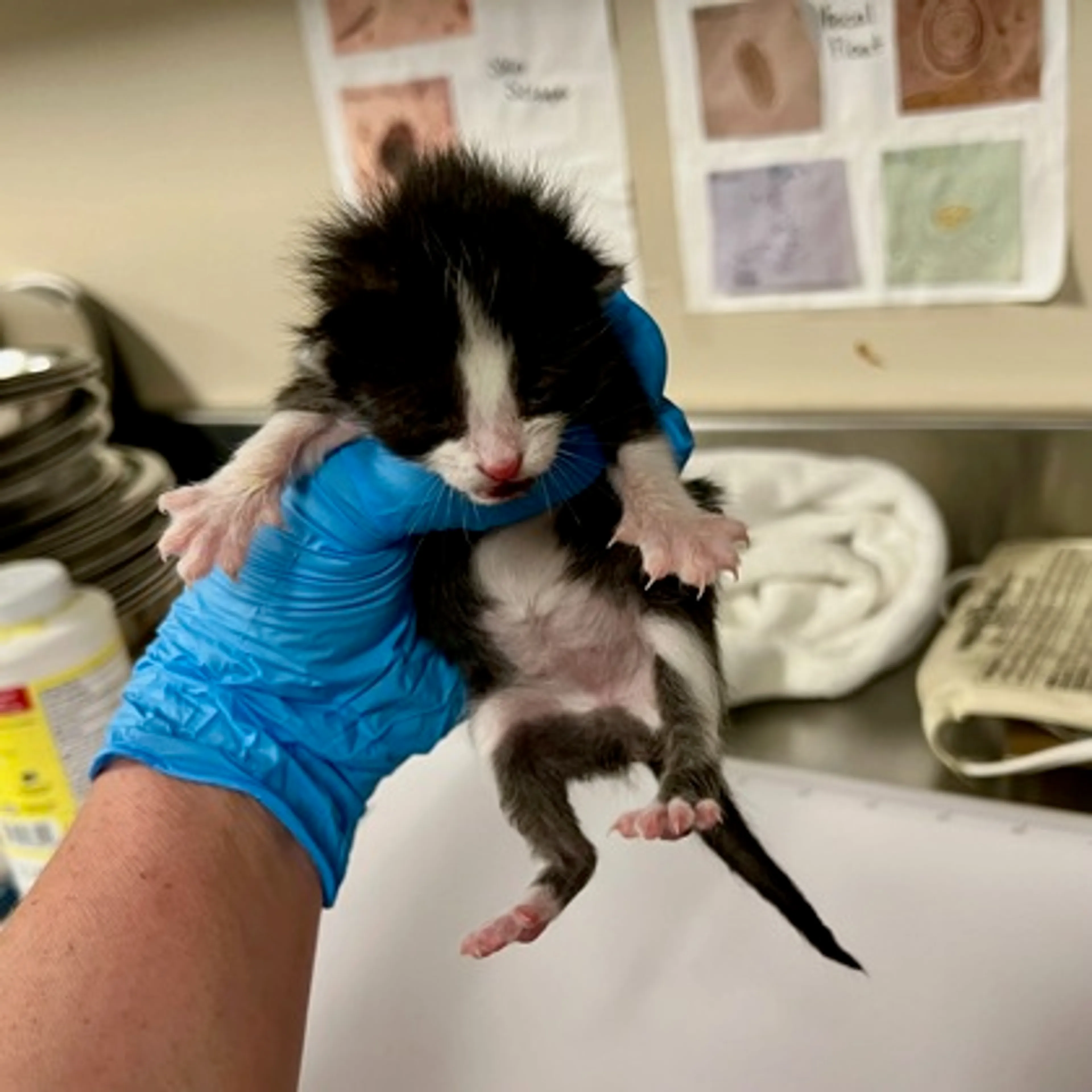 Found pet-1