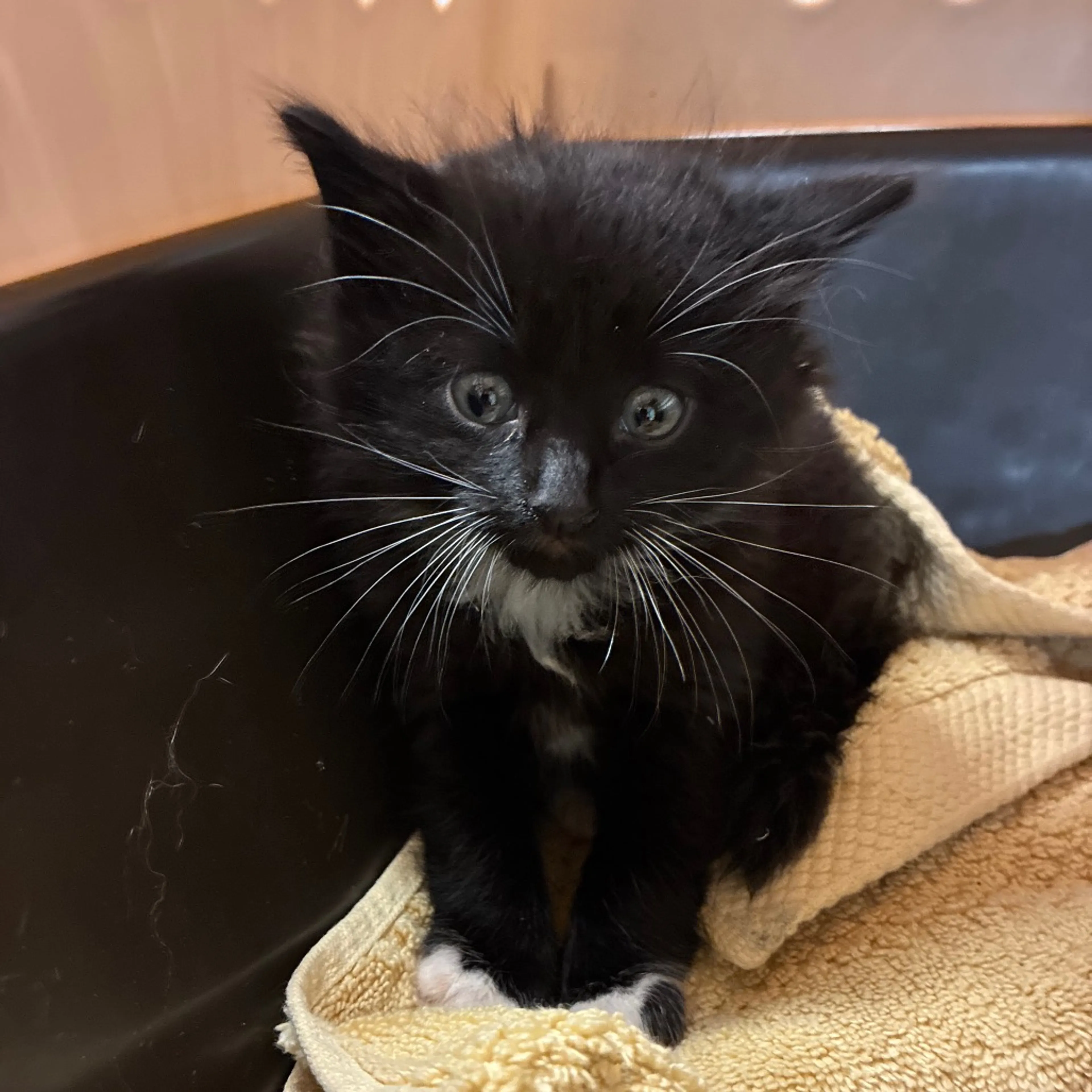 Found pet
