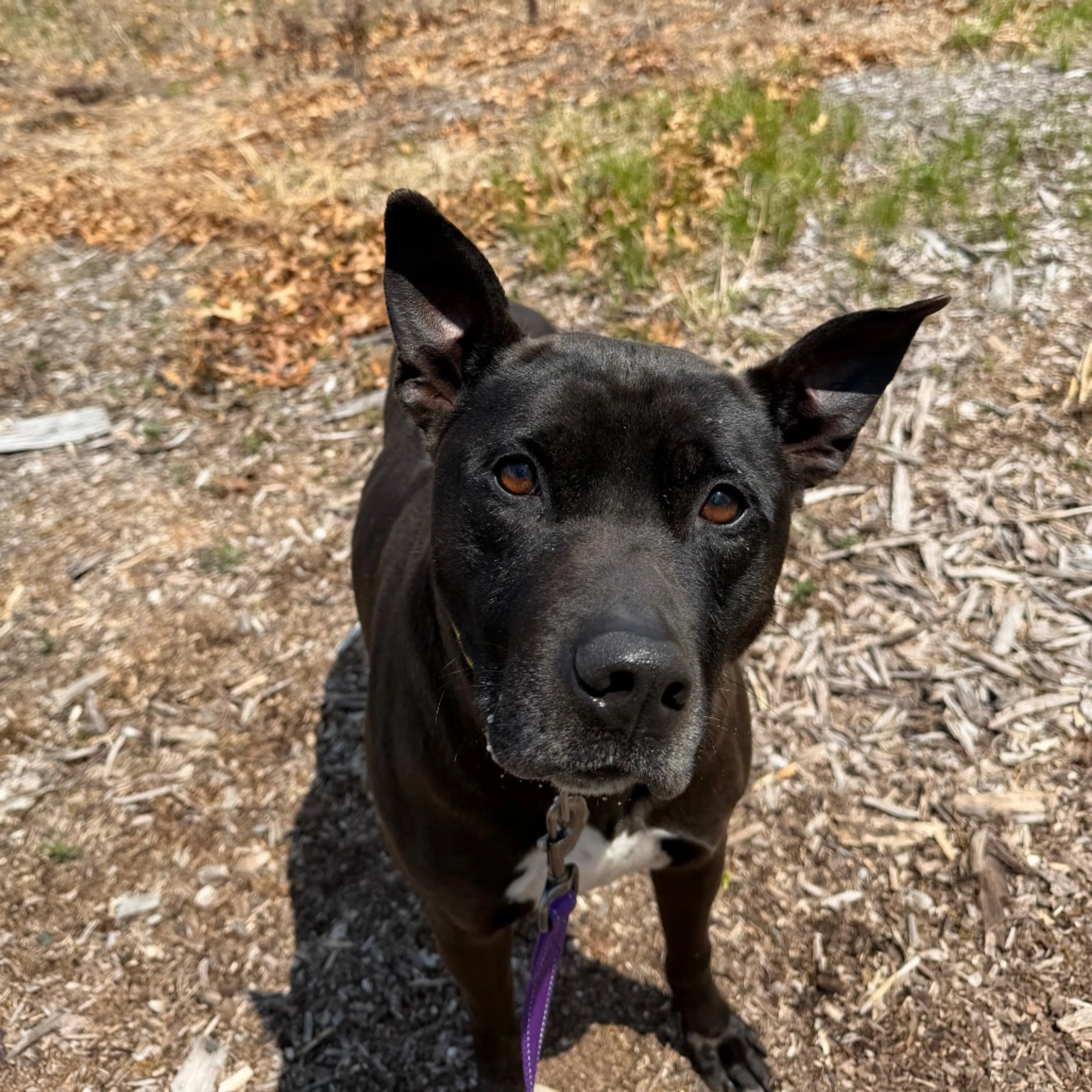 Found pet-1