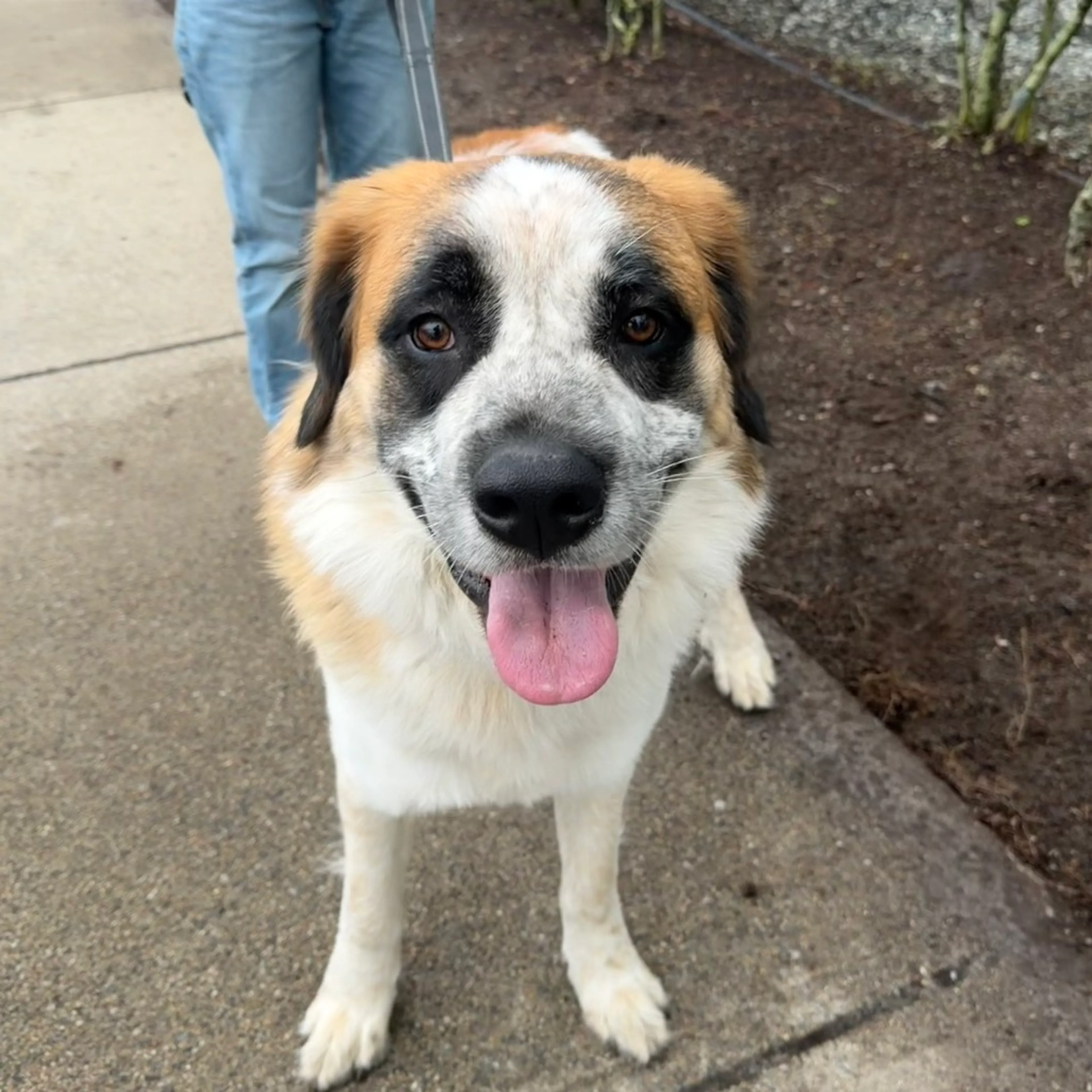 Found pet-1