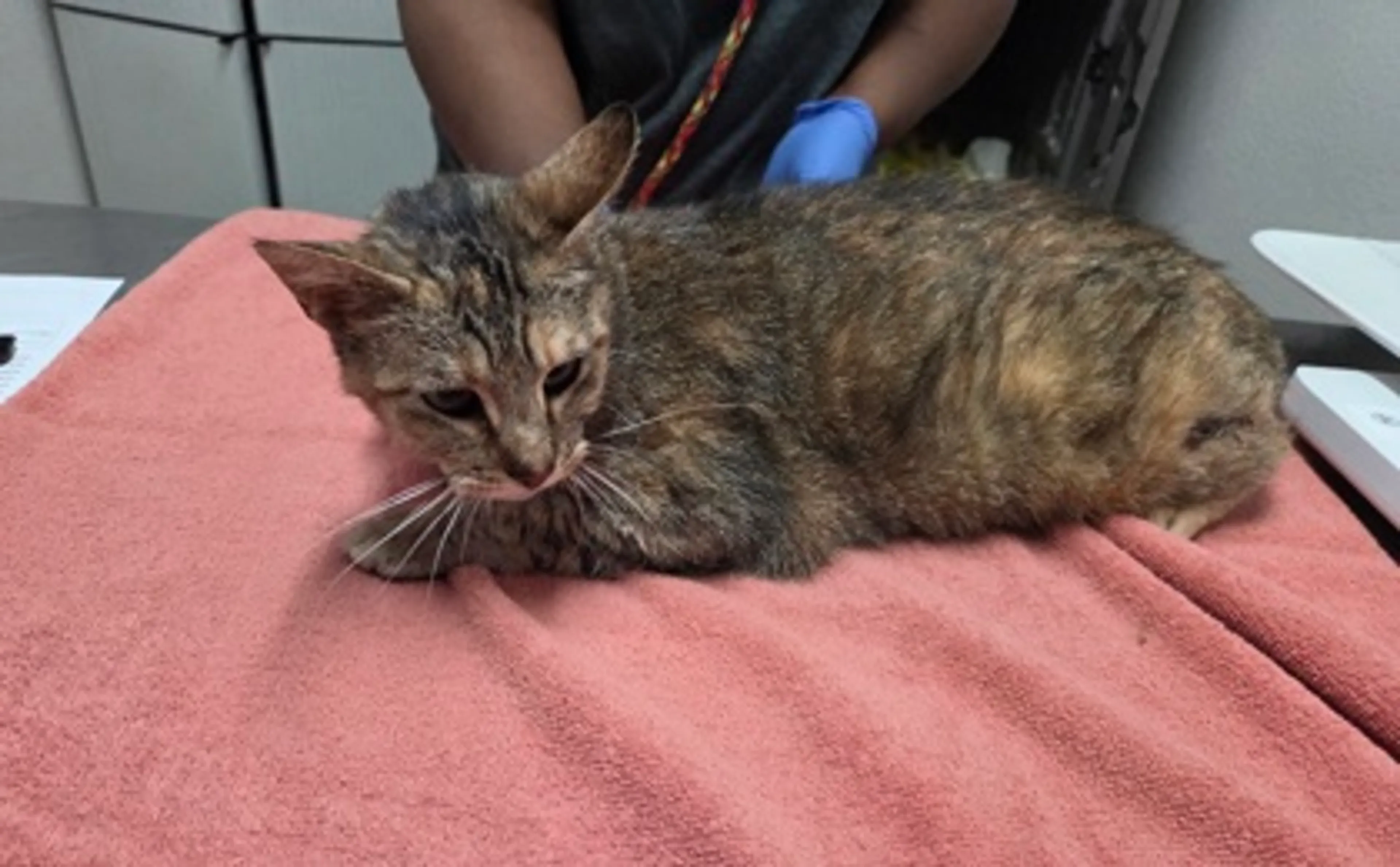 Found pet