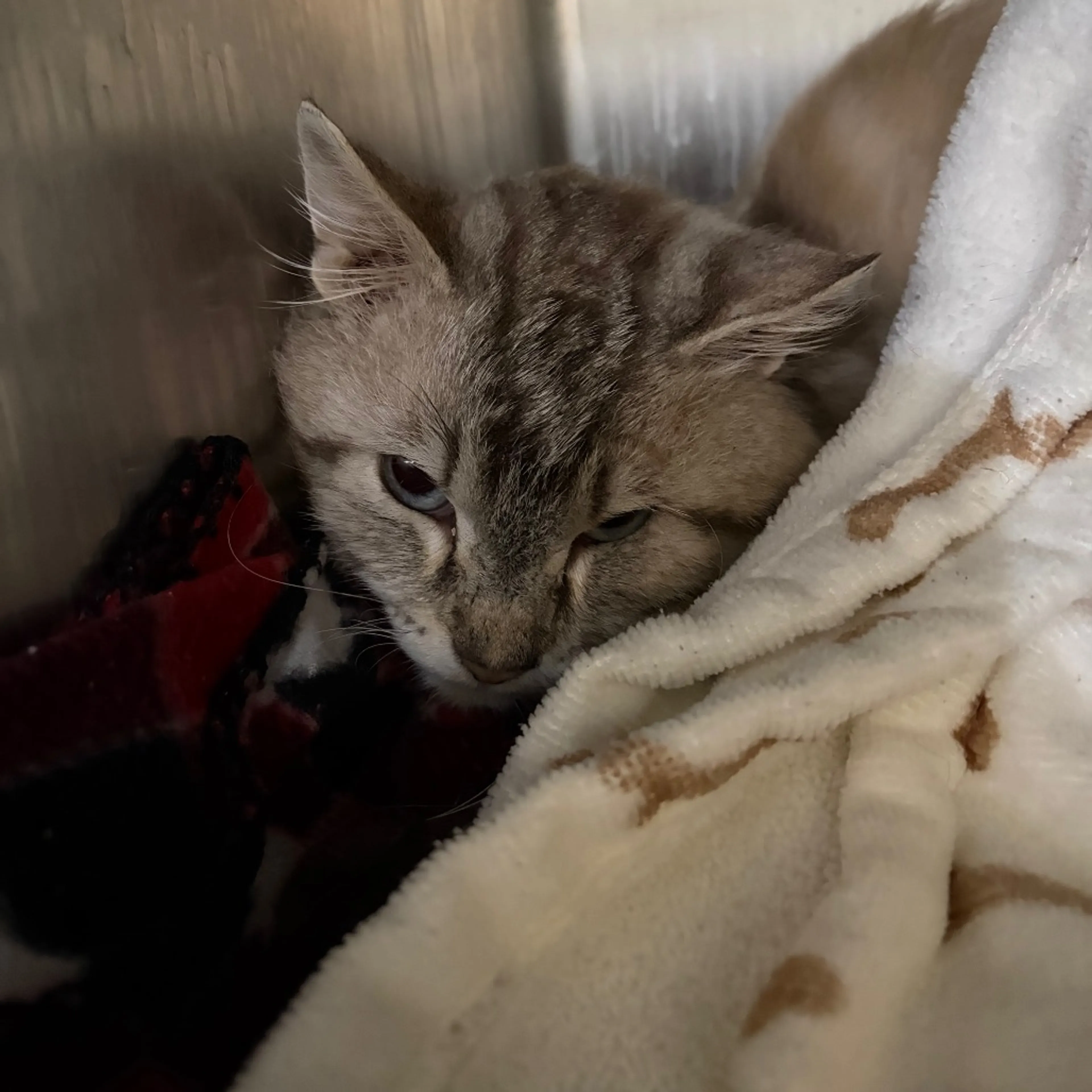 Found pet